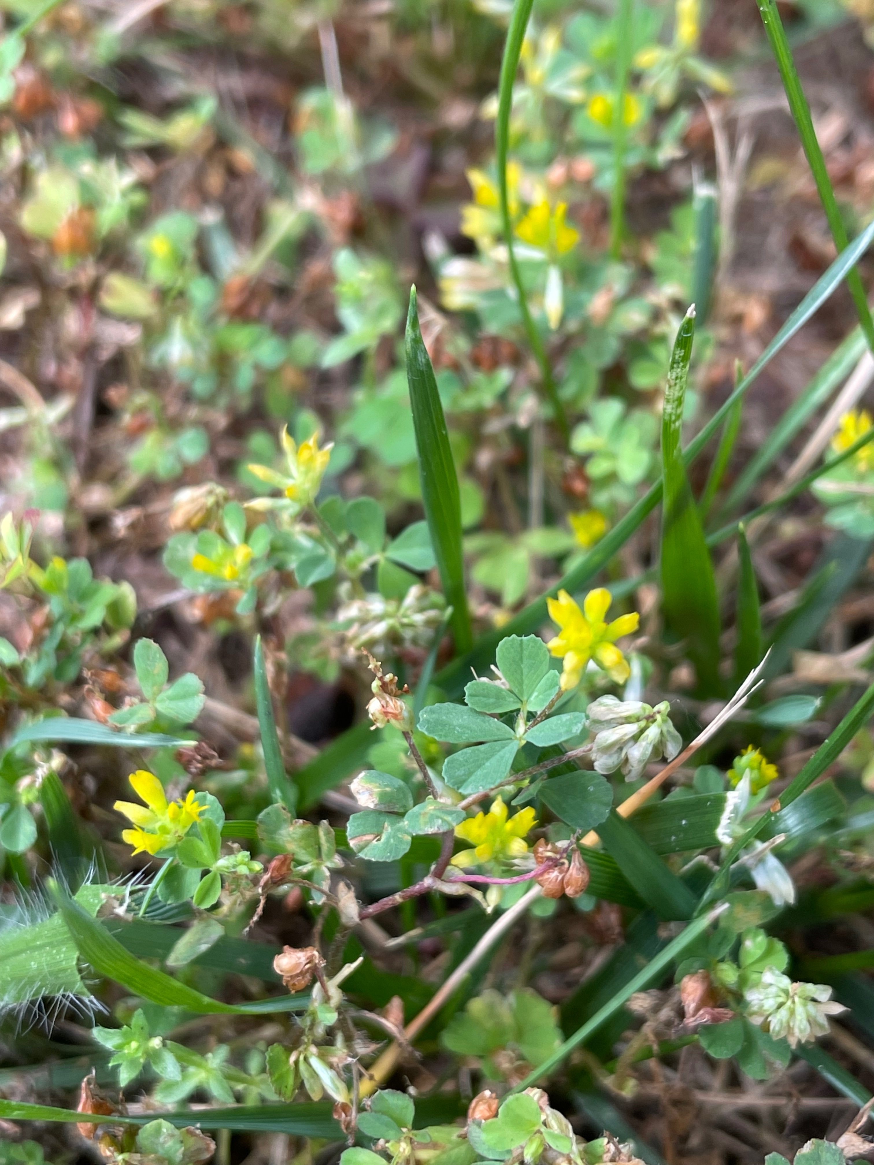 アメリカ生活】庭のはなし①芝生と雑草｜海を渡ったにゃんきち