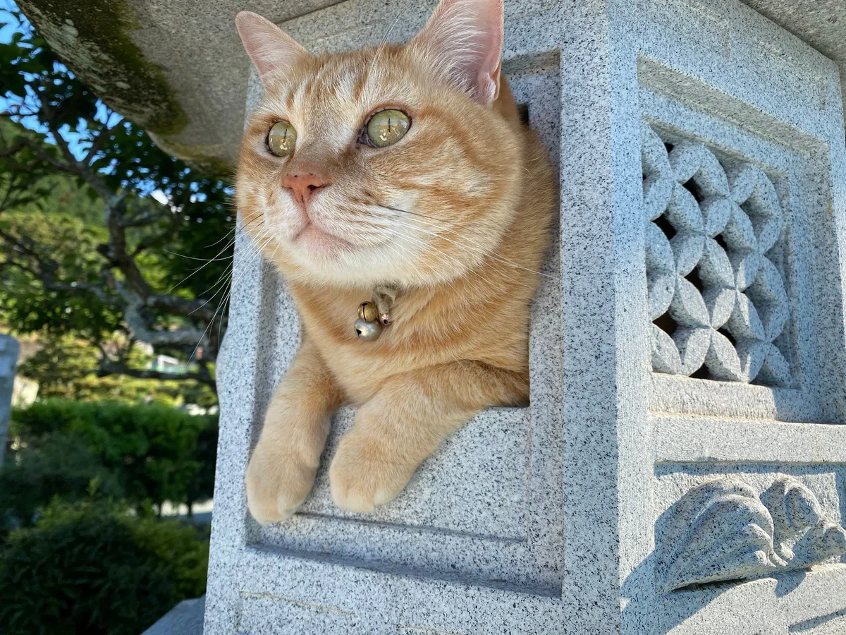 まるで猫神様がニャルソックしているみたい!石灯籠の中に鎮座する猫ちゃんの姿が神々しい|Cat Press(キャットプレス)