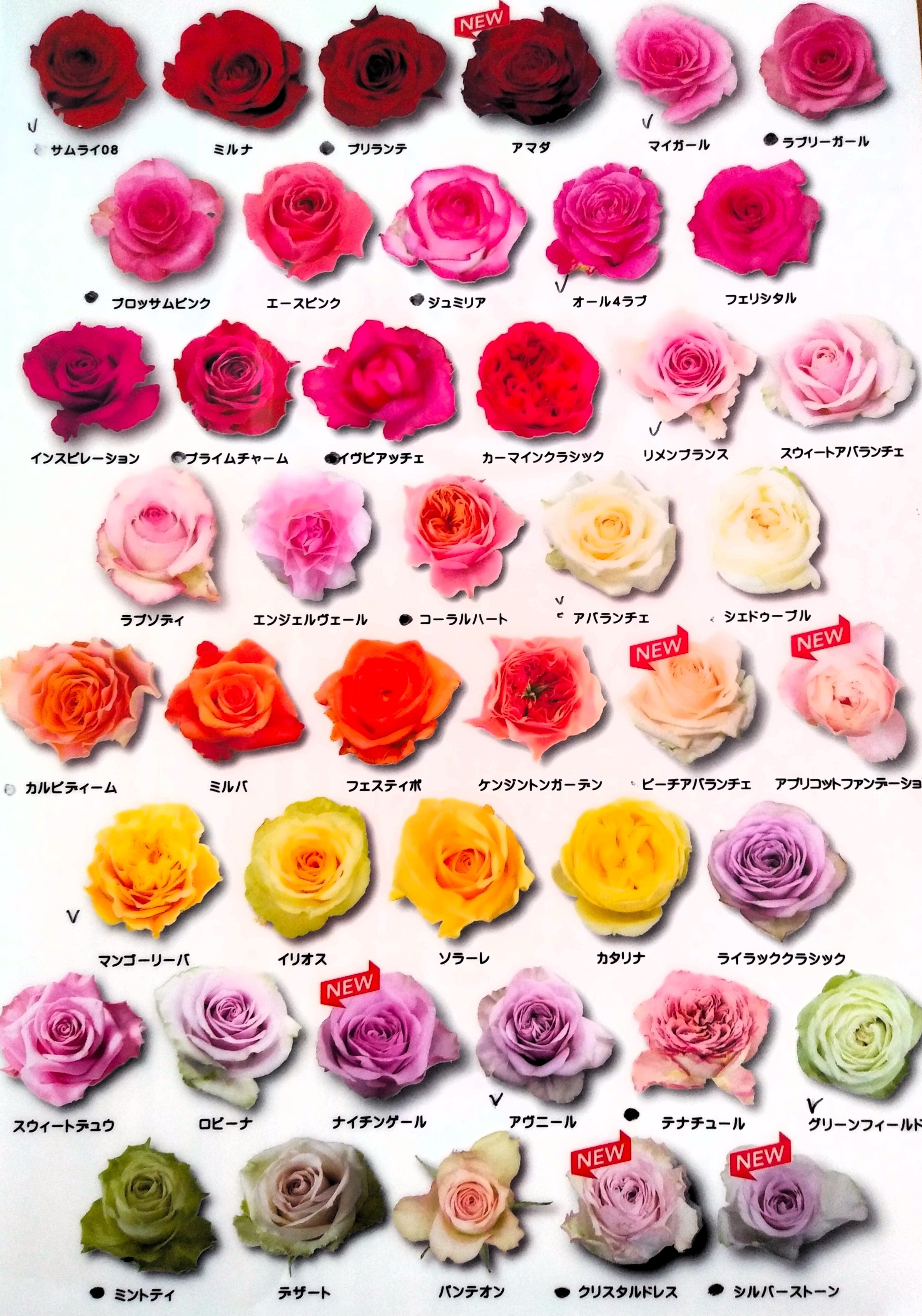 令和6年6月11日（火）新しいバラ苗を植え付けました｜伊勢の神宮ばら園