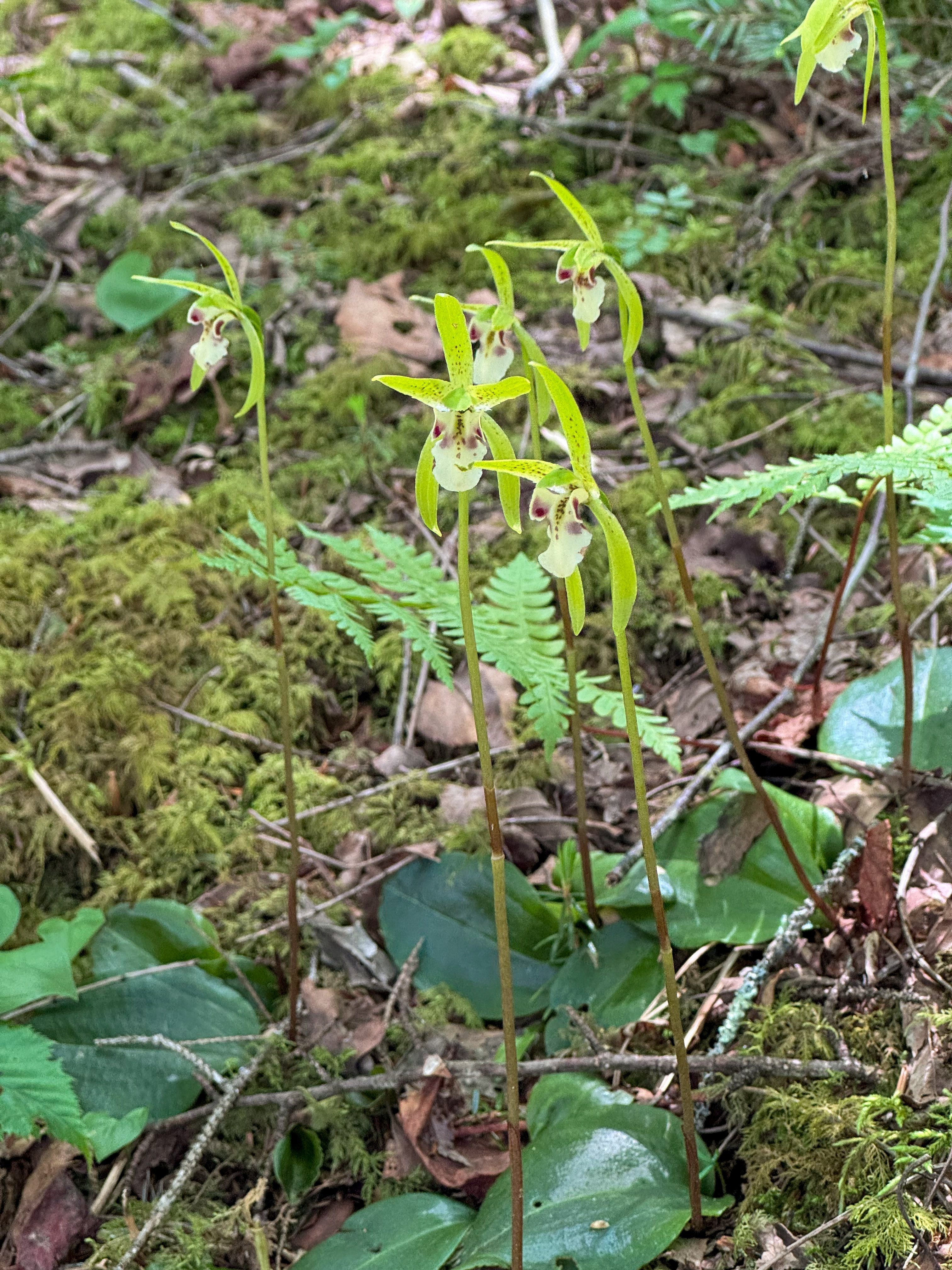 入笠山に咲く蘭らんラン｜Cressonboy