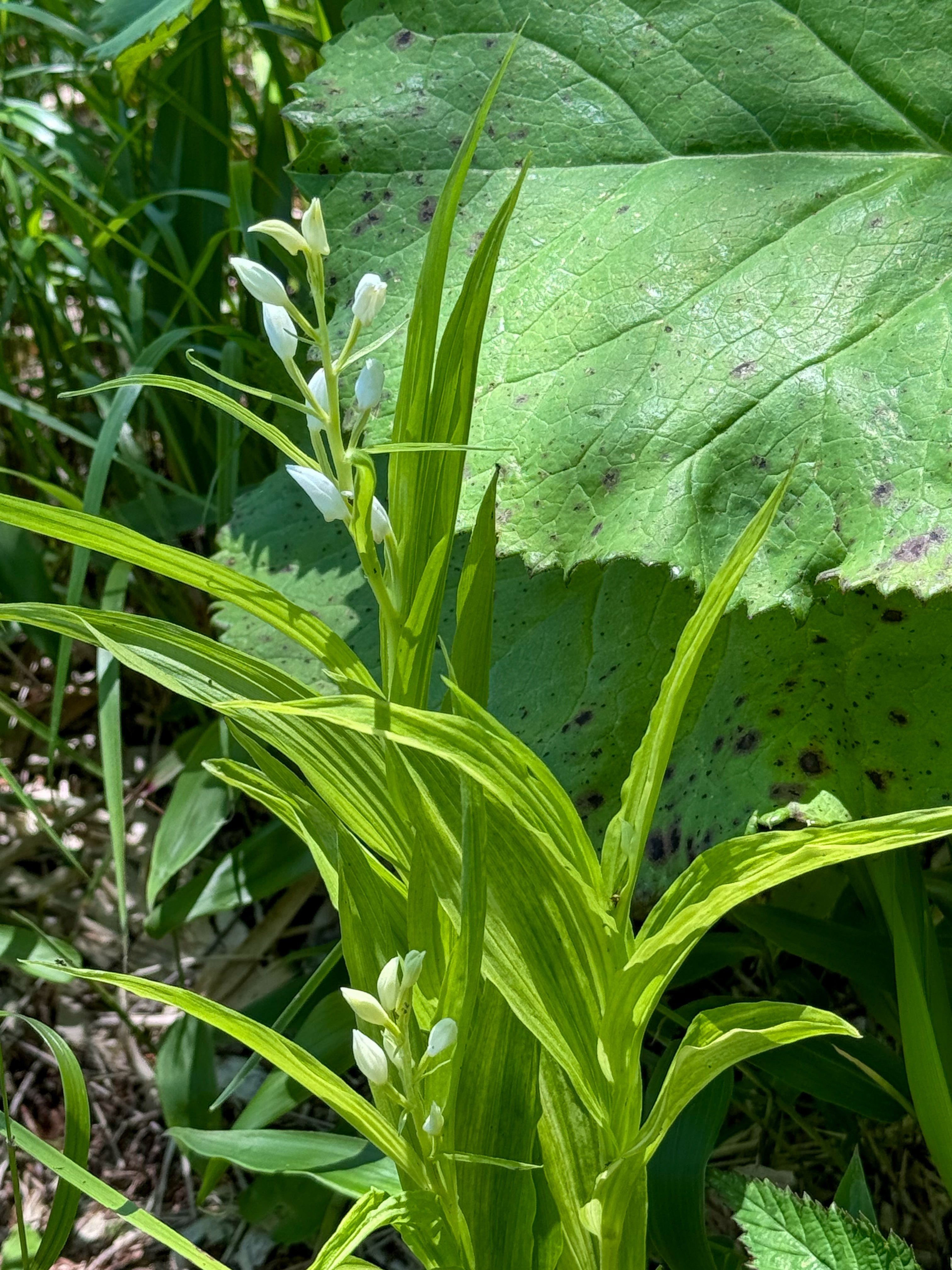 入笠山に咲く蘭らんラン｜Cressonboy