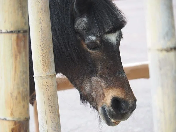 ポニーの写真２