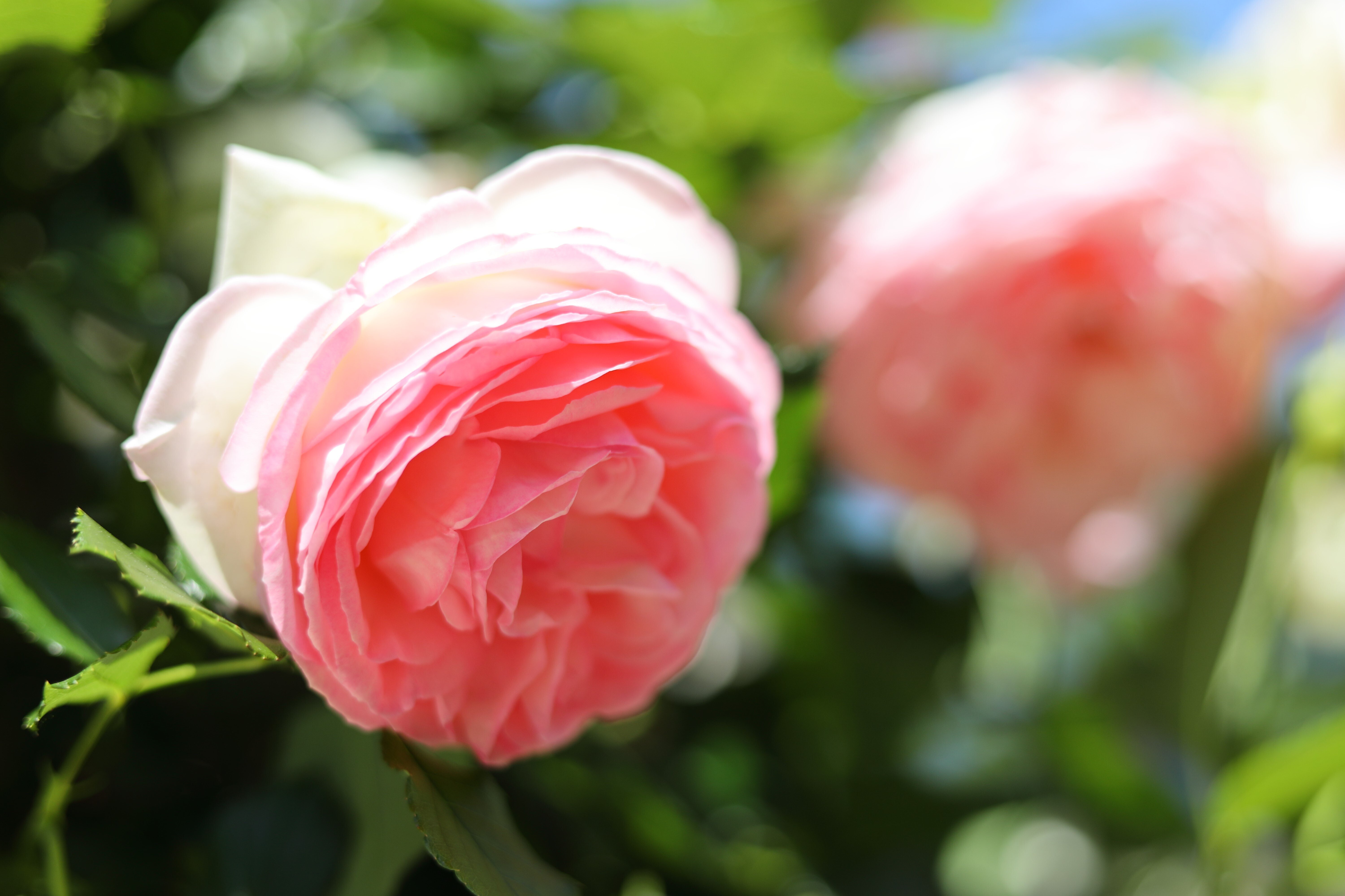 Stroll & Snaps, Vol. 97: 界隈の彩｜Strolling Ricky