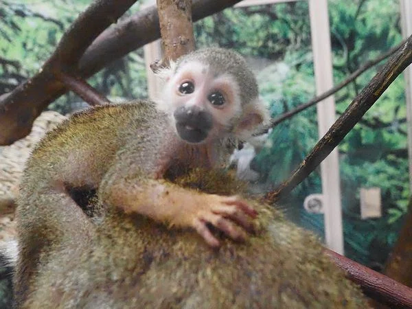 コモンリスザルの写真７