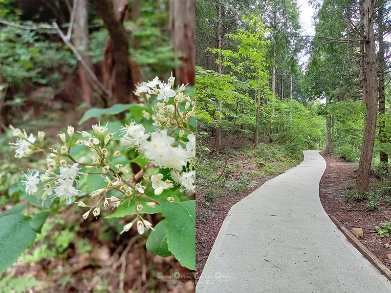 【滋賀県】奥びわ湖・山門水源の森(2024/05/29)|しう@そと