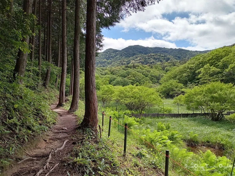 【滋賀県】奥びわ湖・山門水源の森(2024/05/29)|しう@そと