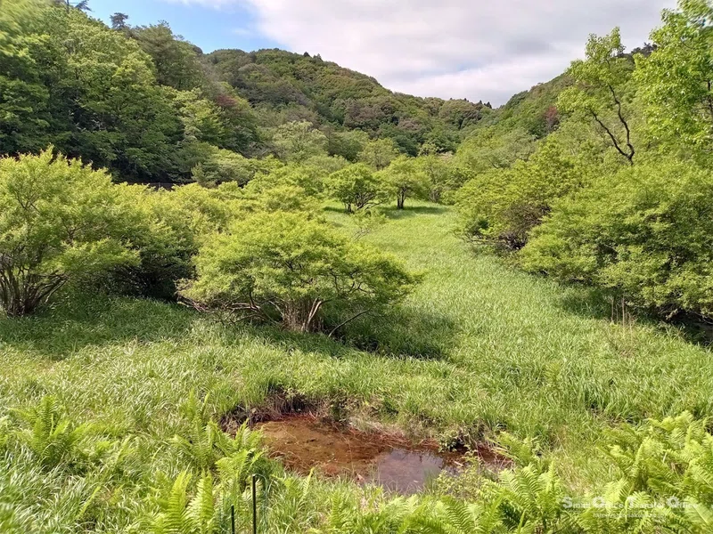 【滋賀県】奥びわ湖・山門水源の森(2024/05/29)|しう@そと