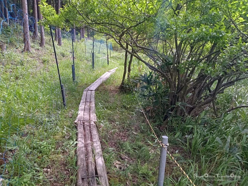 【滋賀県】奥びわ湖・山門水源の森(2024/05/29)|しう@そと