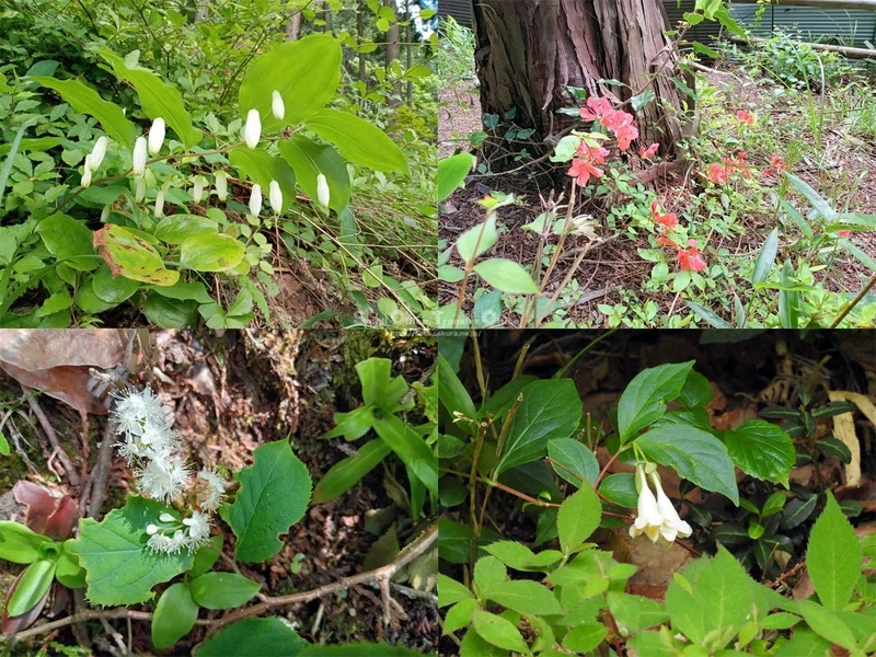 【滋賀県】奥びわ湖・山門水源の森(2024/05/29)|しう@そと