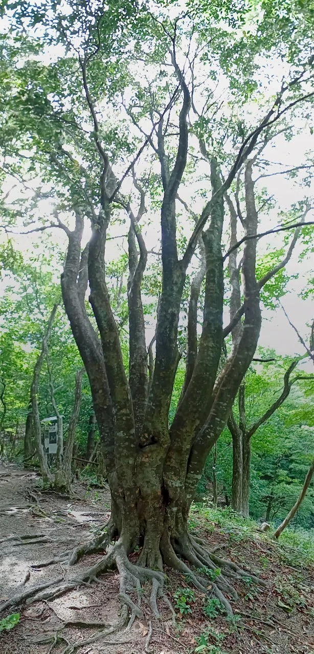 【滋賀県】奥びわ湖・山門水源の森(2024/05/29)|しう@そと