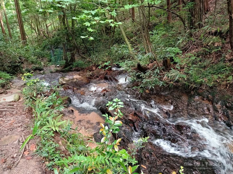 【滋賀県】奥びわ湖・山門水源の森(2024/05/29)|しう@そと