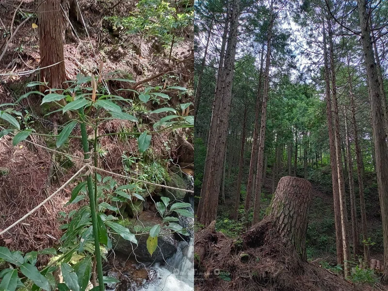 【滋賀県】奥びわ湖・山門水源の森(2024/05/29)|しう@そと