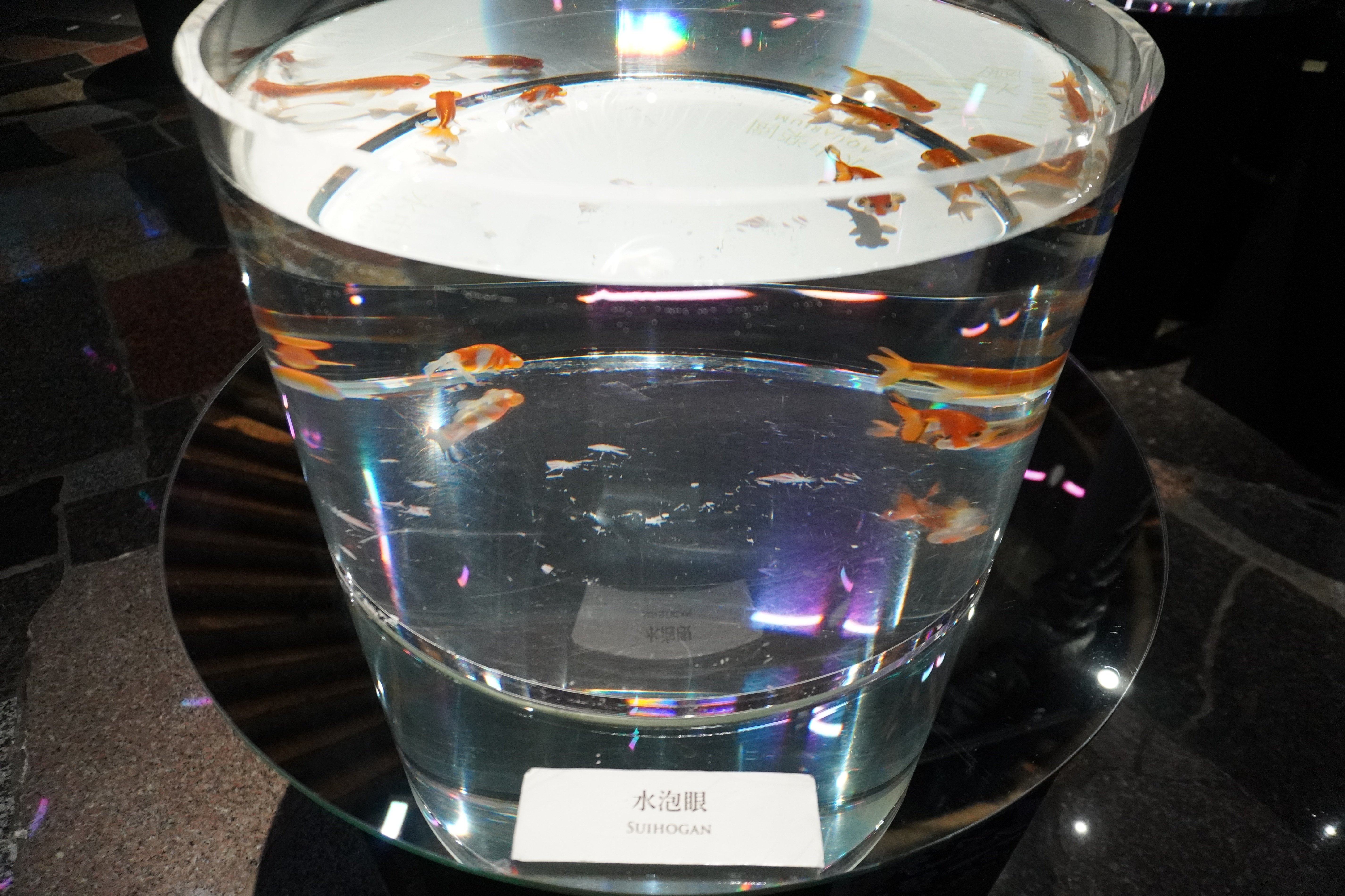 ZASO:215】静岡県 #水中楽園AQUARIUM（＃時之栖美術館）｜ZASOちゃんねる