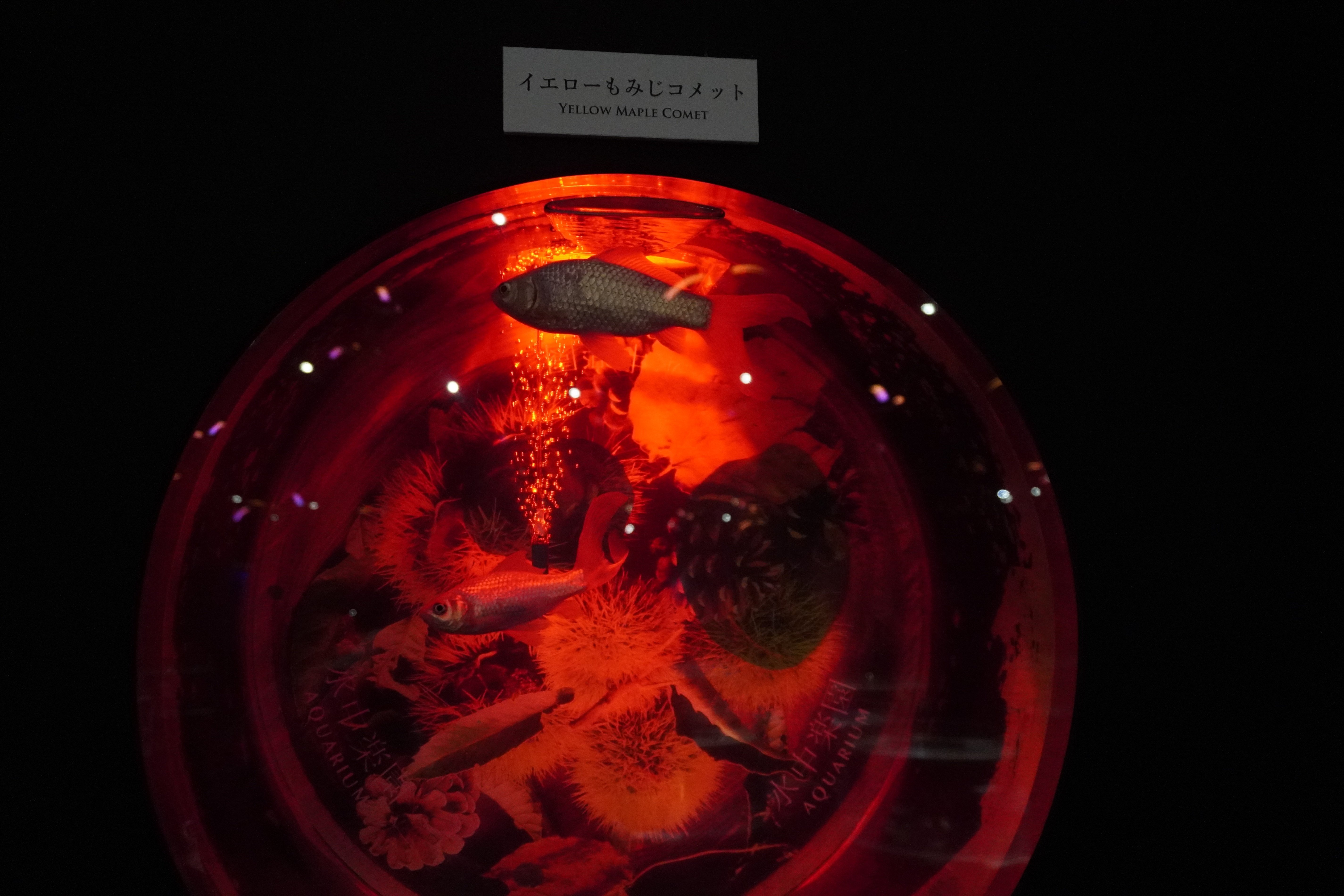 ZASO:215】静岡県 #水中楽園AQUARIUM（＃時之栖美術館）｜ZASOちゃんねる