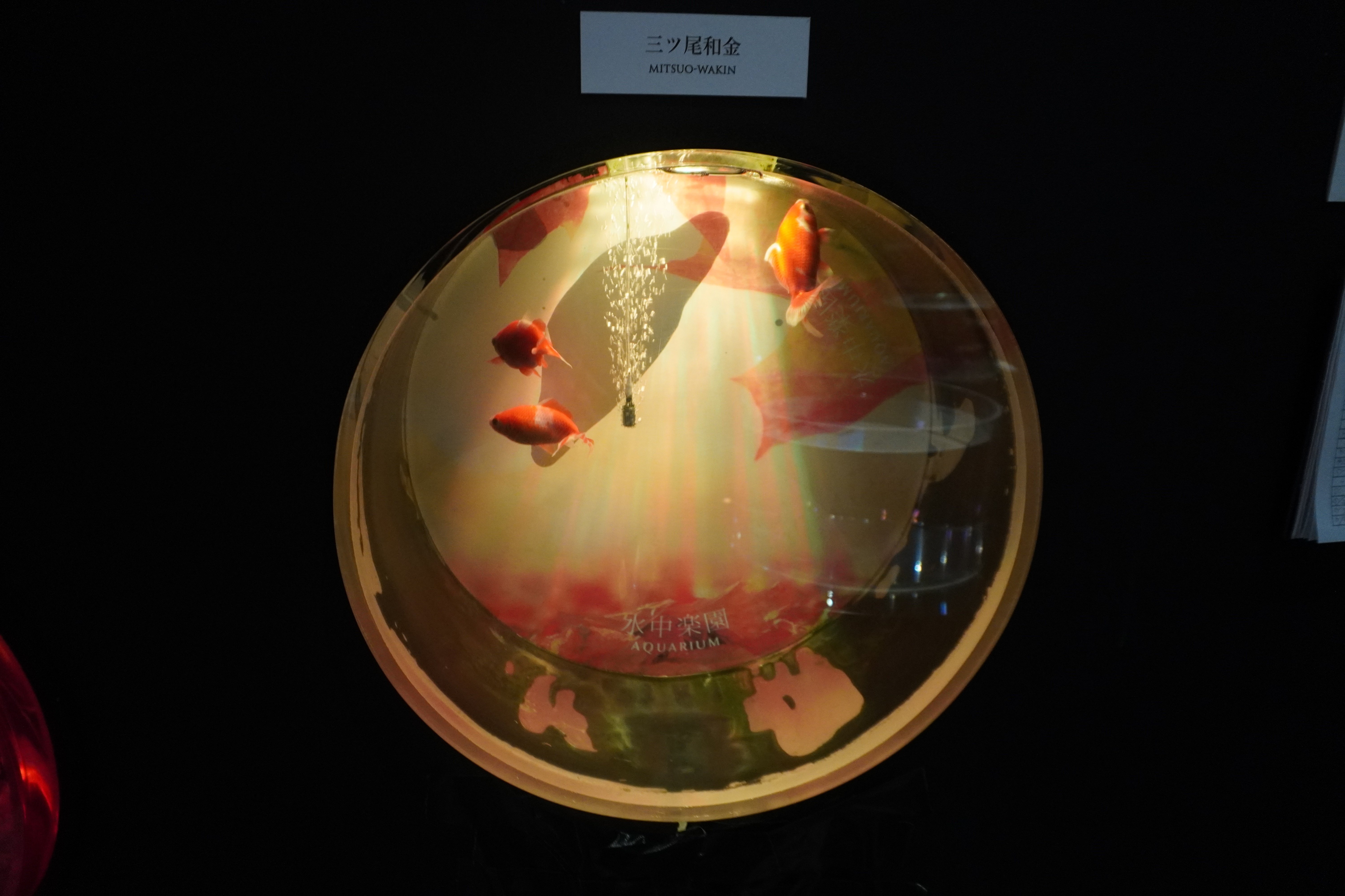 ZASO:215】静岡県 #水中楽園AQUARIUM（＃時之栖美術館）｜ZASOちゃんねる