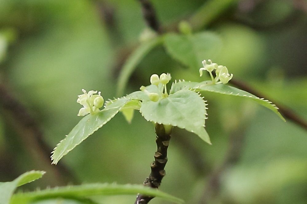 花筏（はないかだ）｜鈴木咲子/ Sakiko Suzuki