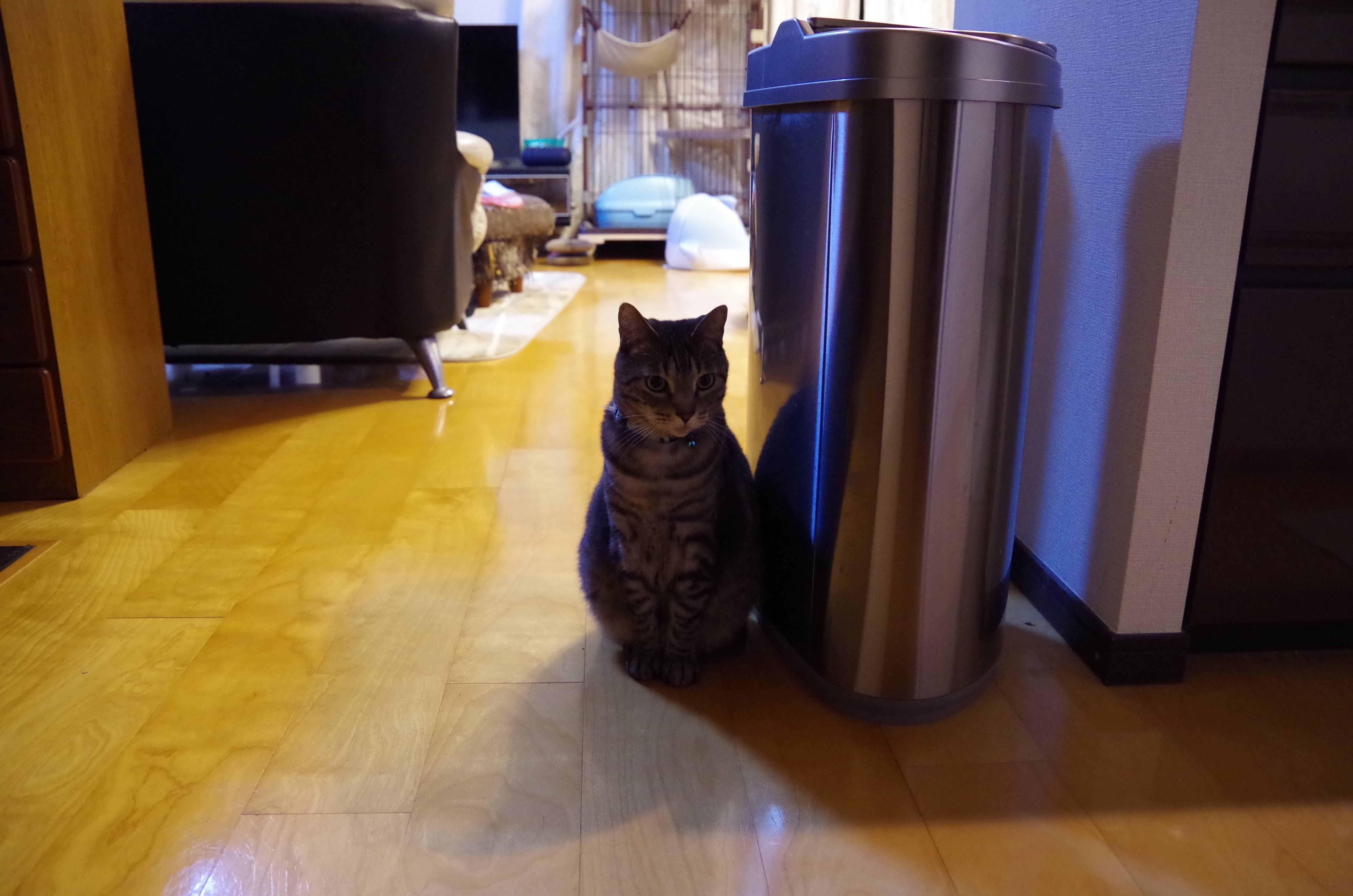 黒死病を克服したPENTAX K-30!｜きくりんぐ