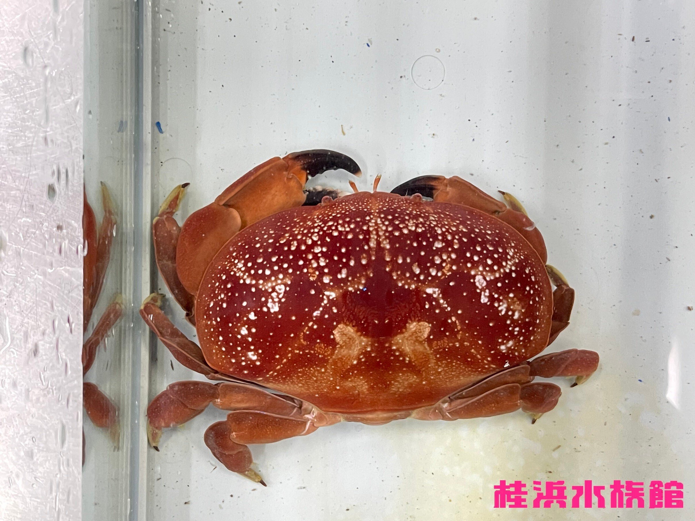 ホシマンジュウガニ《展示動物解説》｜桂浜水族館 公式