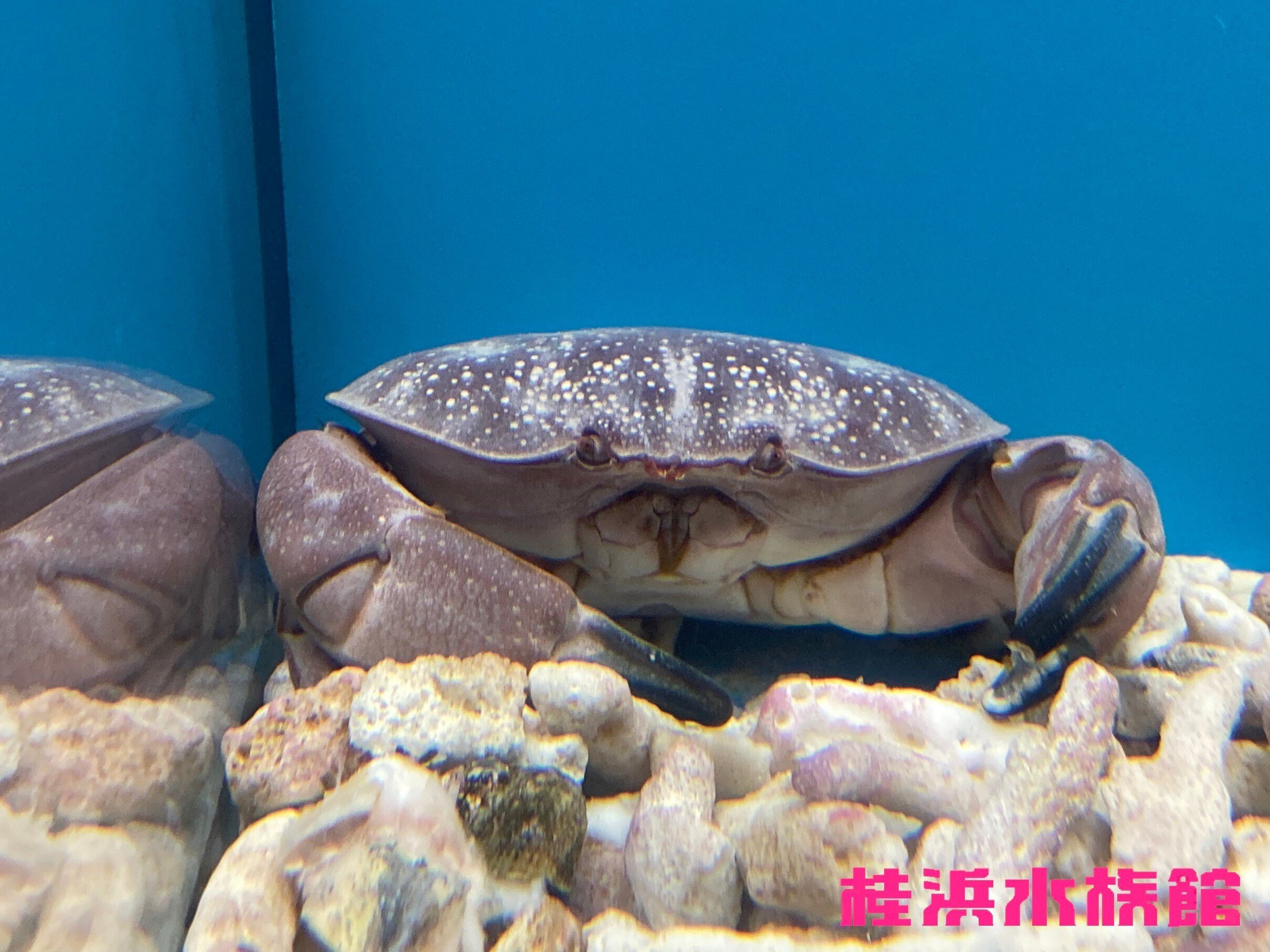 海水槽　ホシマンジュウガニ　 ホシマンジュウガニ《展示動物解説》｜桂浜水族館 公式