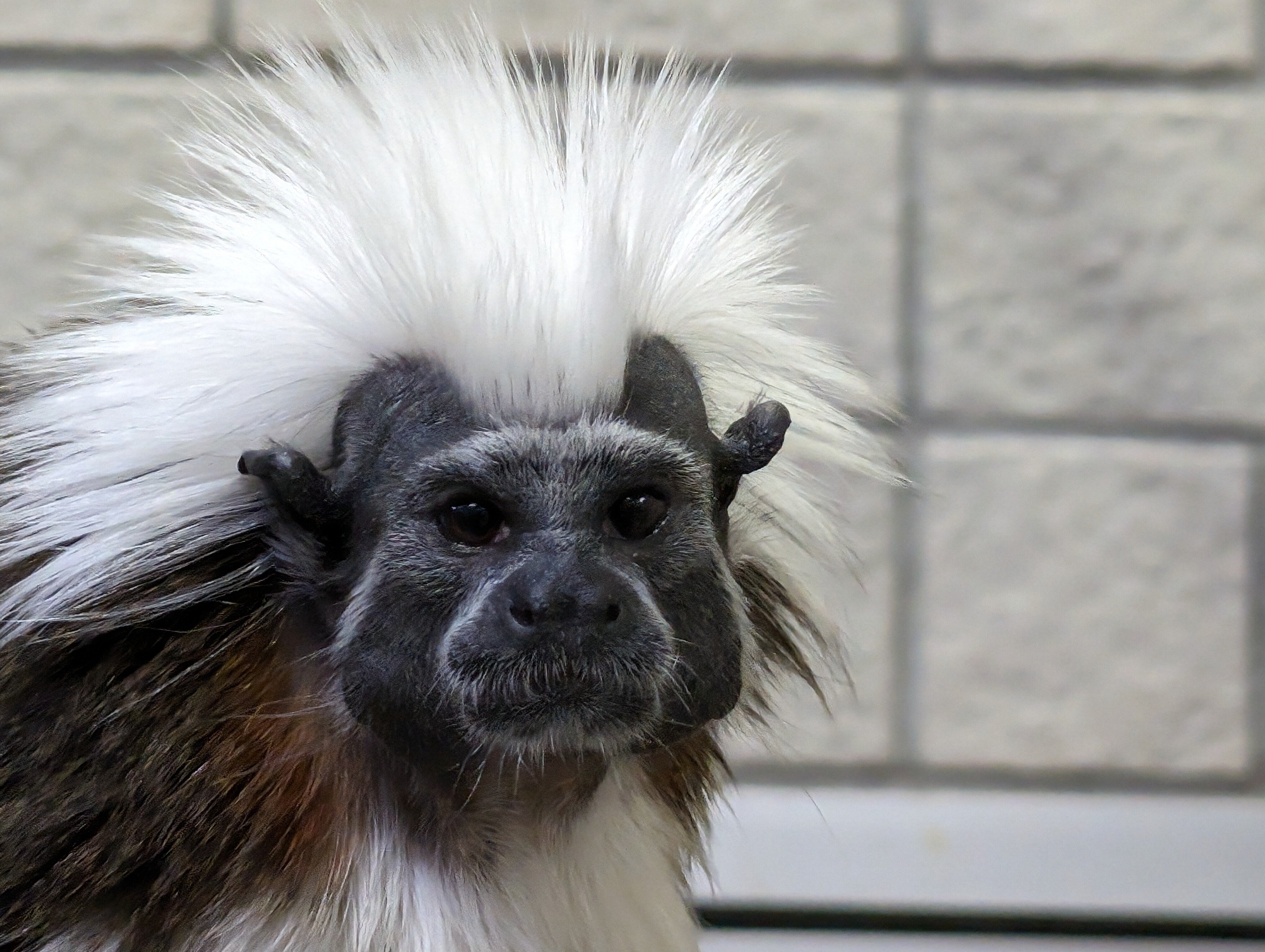 たくさん歩く(日本モンキーセンター1)#465｜やん（矢野達也）