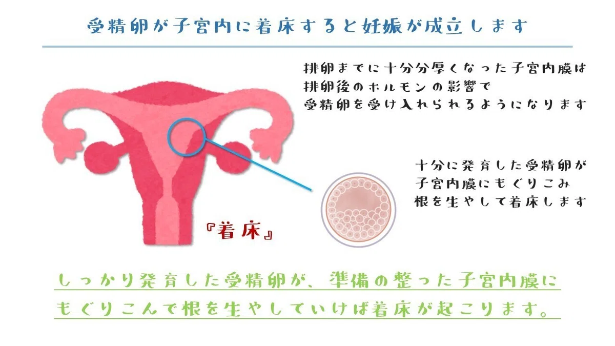 妊娠初心者ガイド『妊娠に必要な過程は？』｜たなかゆうすけの 生殖よもやま話