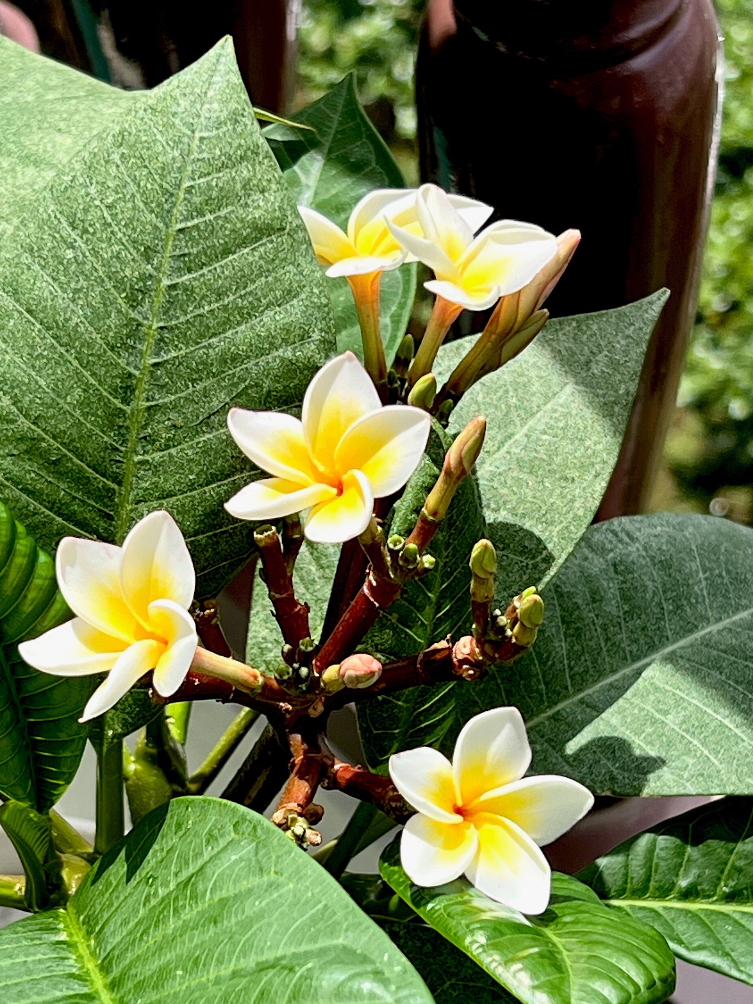 プルメリアが開花しました｜solitude 普通の生活