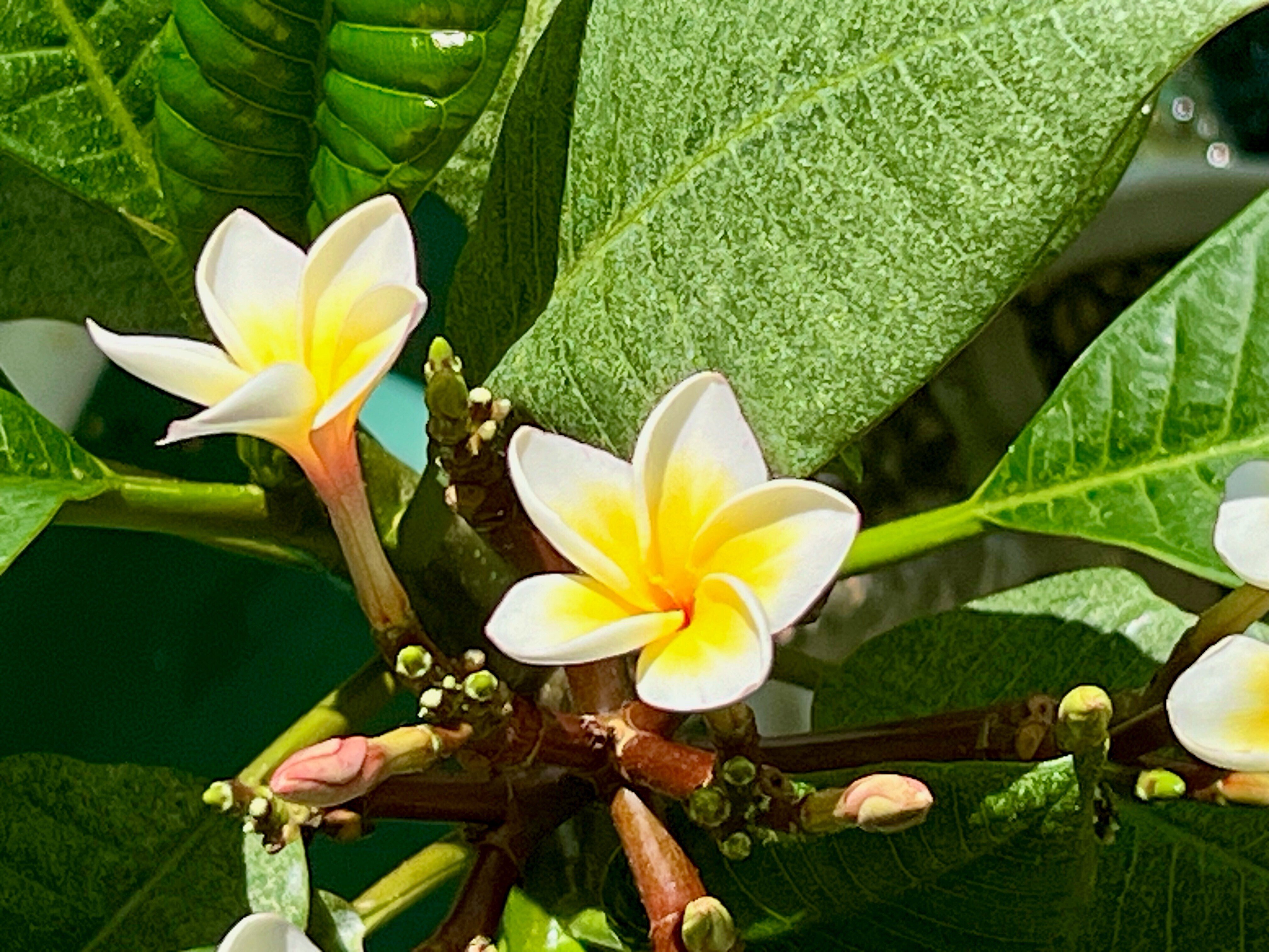 プルメリア i＊＊さま 確認用 1F|プルメリア開花株紹介 | オザキフラワーパーク | オザキフラワーパーク