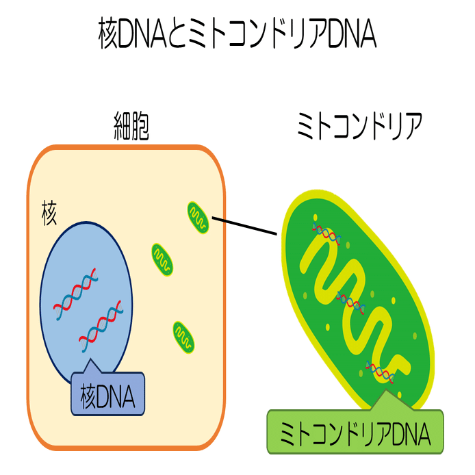 ミトコンドリアのメンテナンス：アンチエイジング -エピソード4-｜KAWASAKI