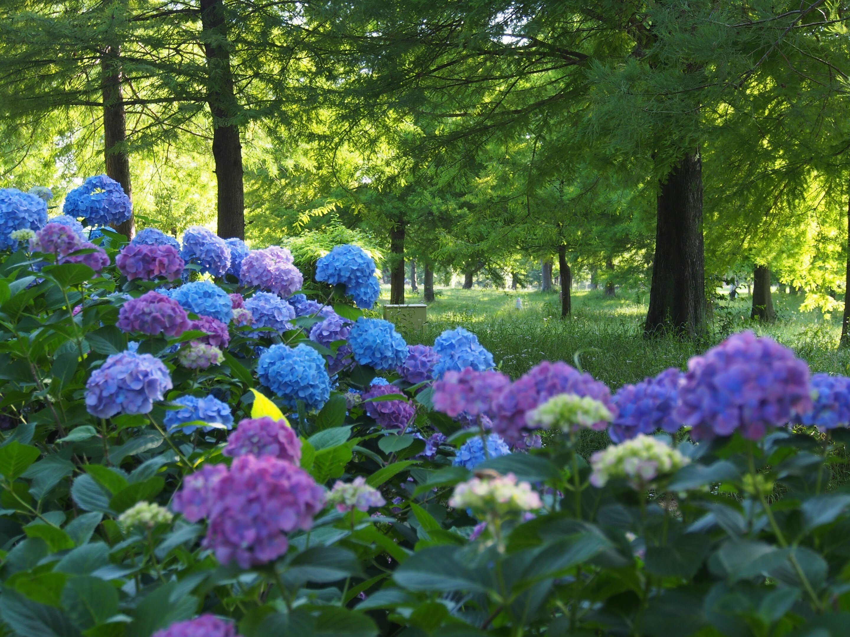 花博記念公園鶴見緑地 緑のせせらぎ2024年6月8日【アジサイ