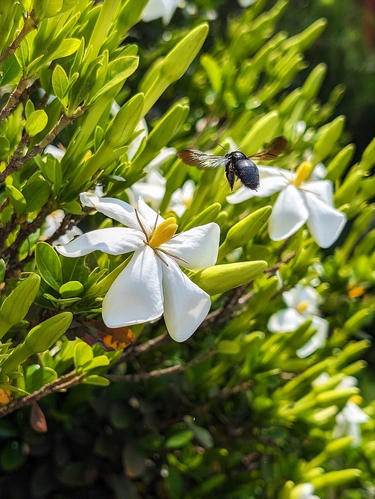 クチナシの花｜annon