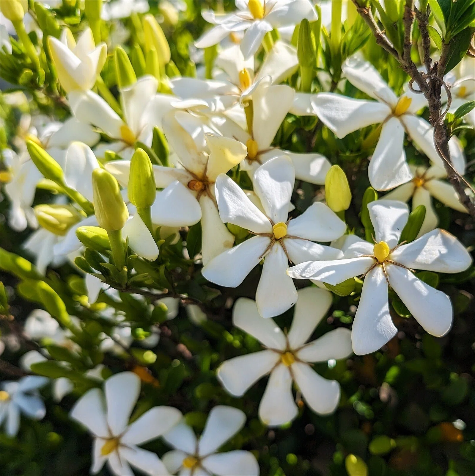 クチナシの花｜annon