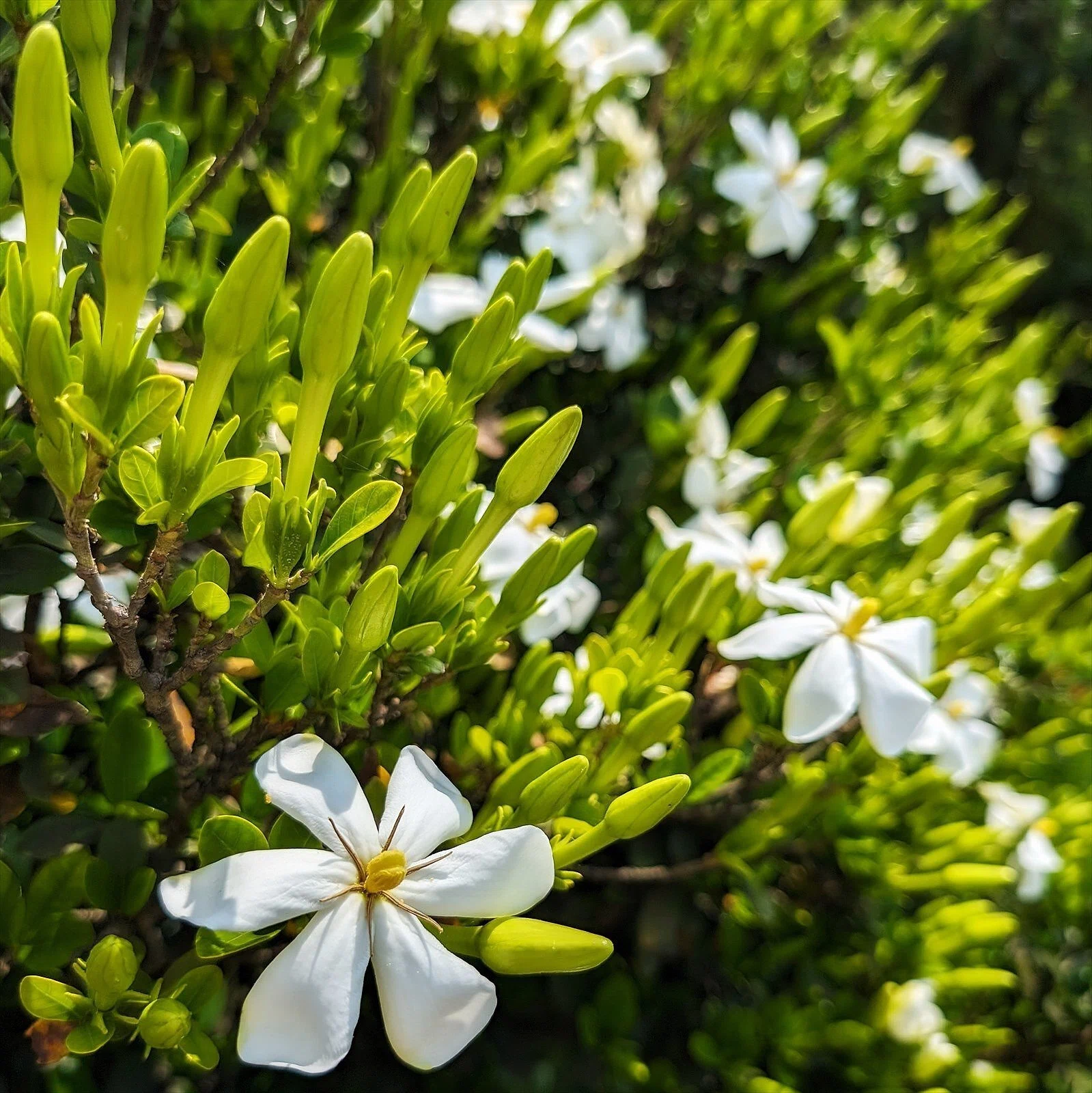 クチナシの花｜annon