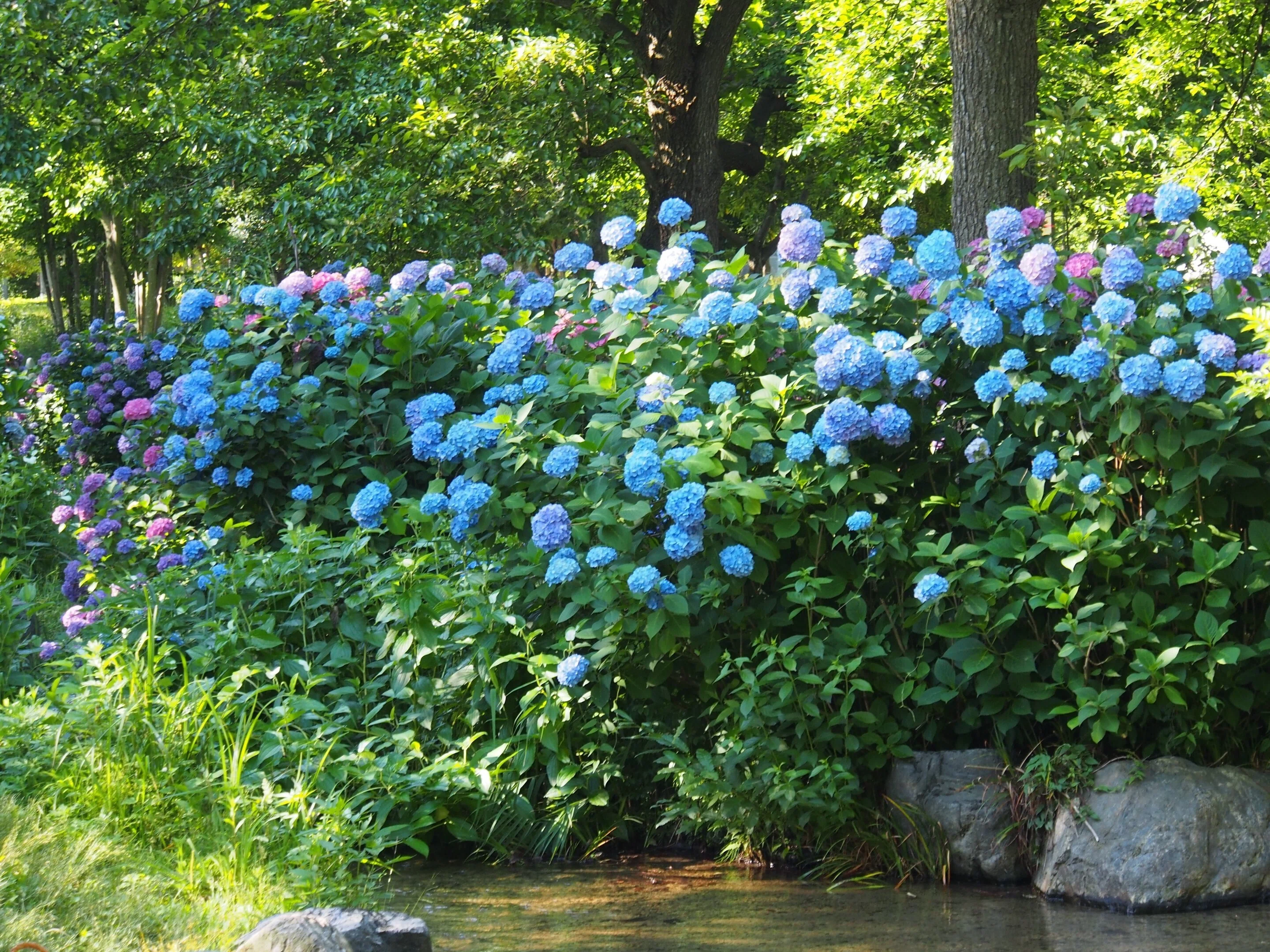 花博記念公園鶴見緑地 緑のせせらぎ2024年6月8日【アジサイ】｜レタス