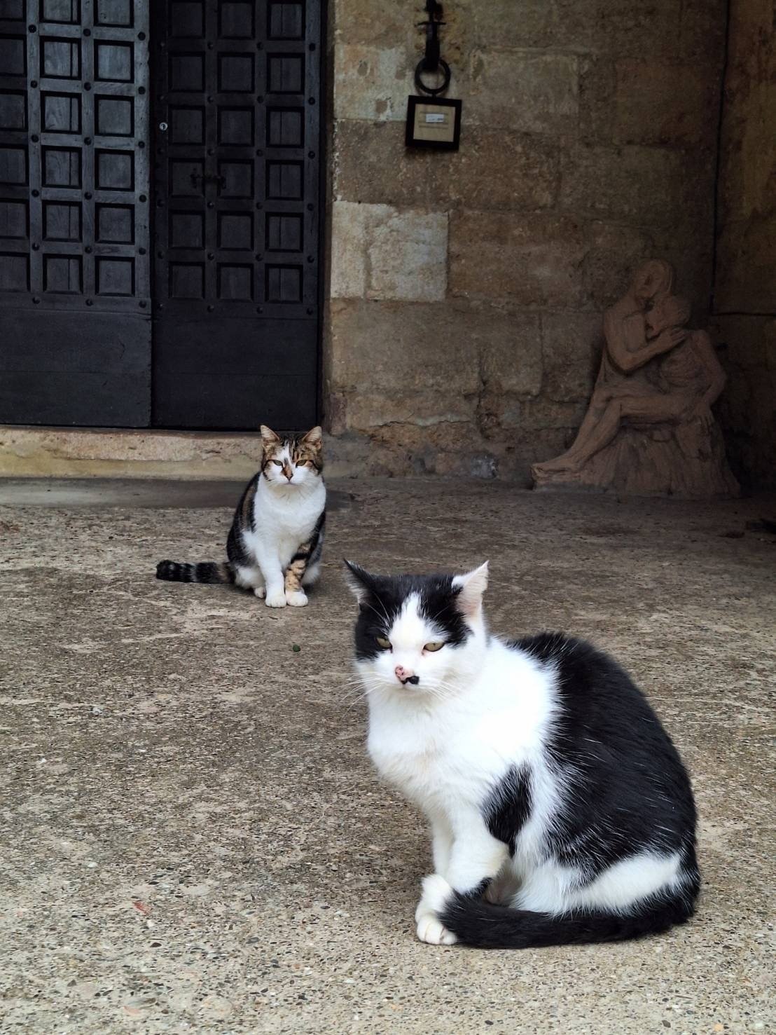 イタリアで出会ったニャンコたち｜Amore☆VA' DOVE TI PORTA IL CUORE☆