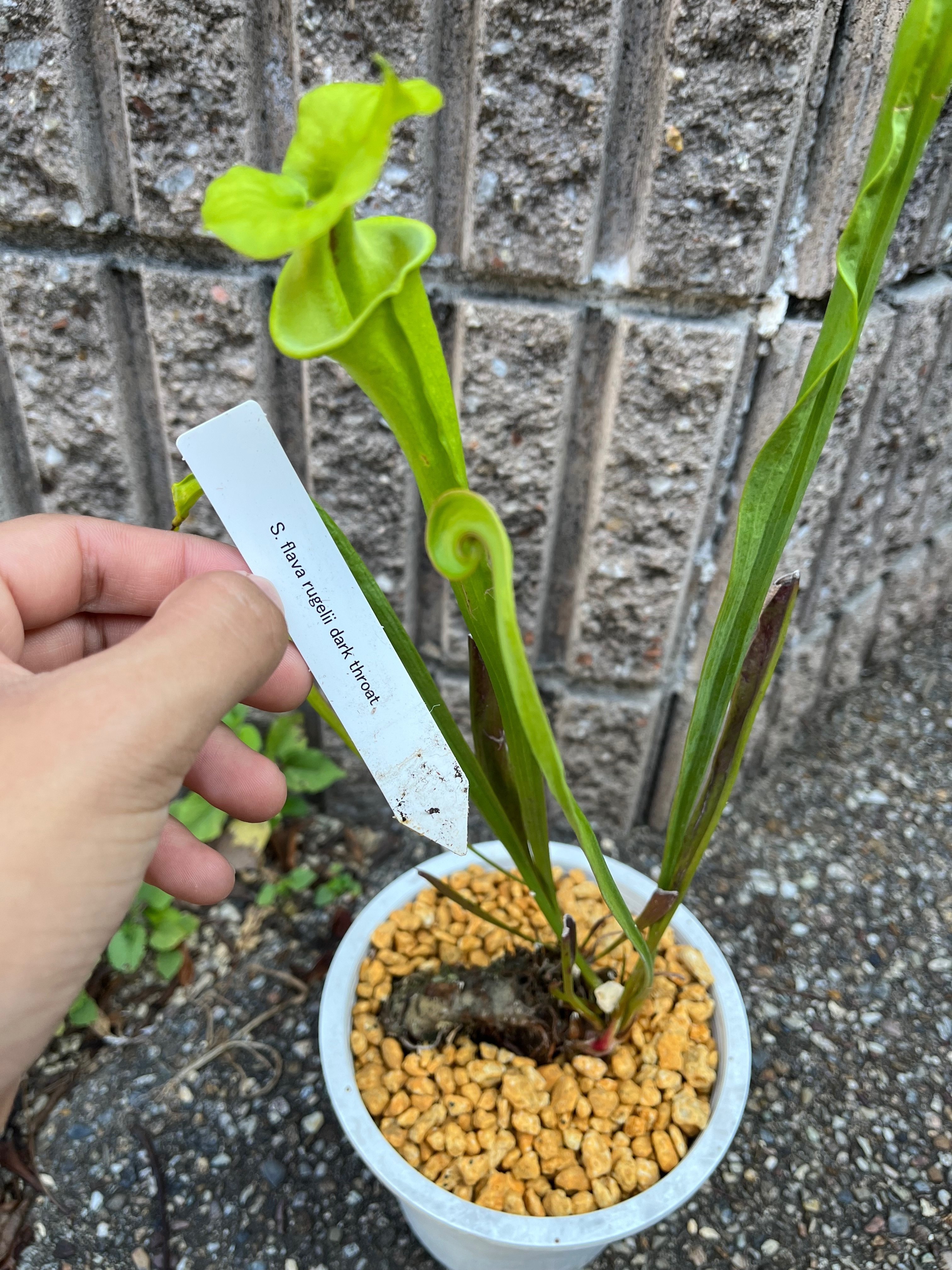 食虫植物N. xtrusmadensis AW clone:3 食虫植物N. xtrusmadensis AW clone:3 BE-4001 N.truncata