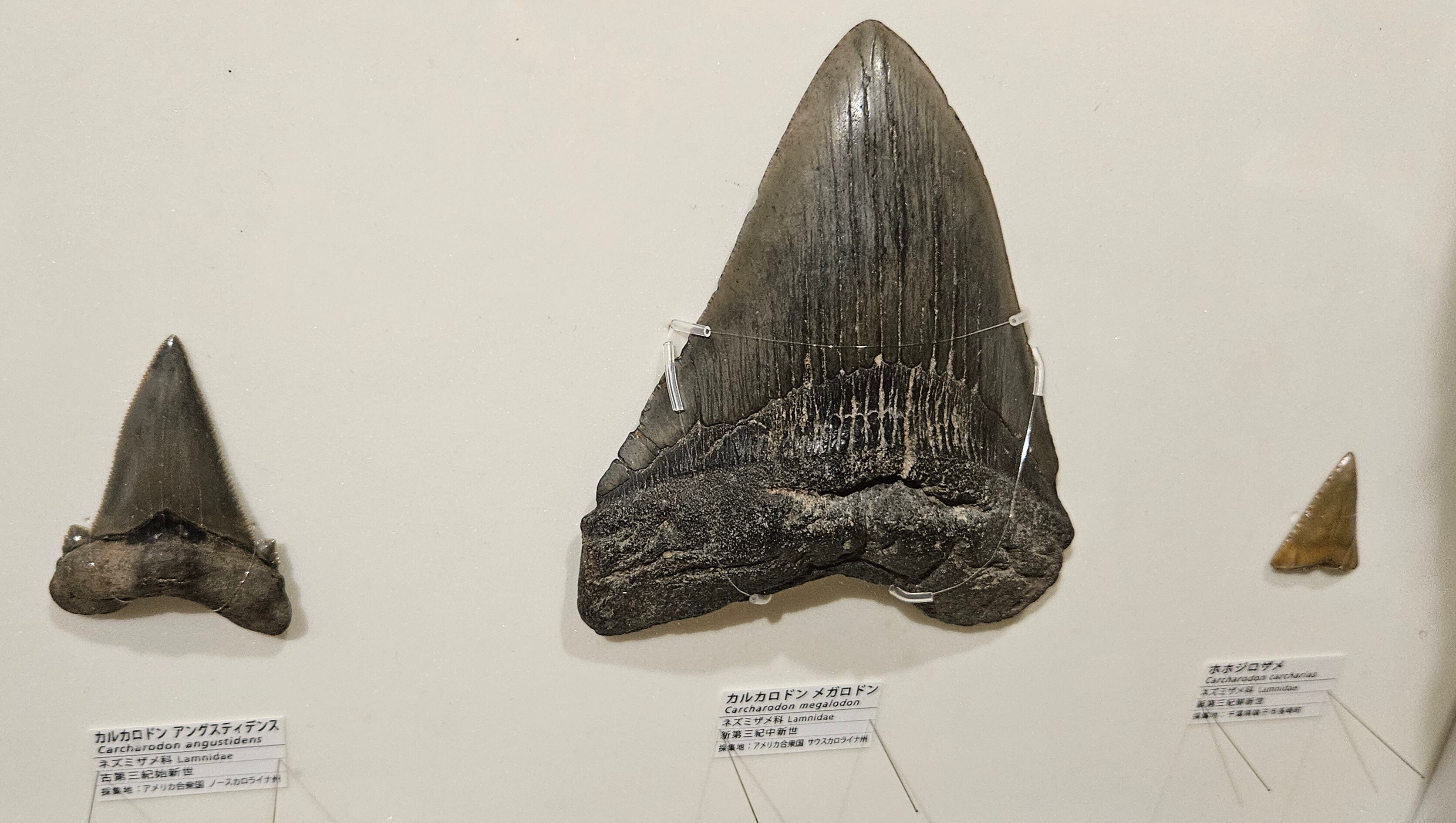 オトドゥス アングスティデンス OT1203 オトドゥス アングスティデンス OT1203 オトドゥス アングスティデンス