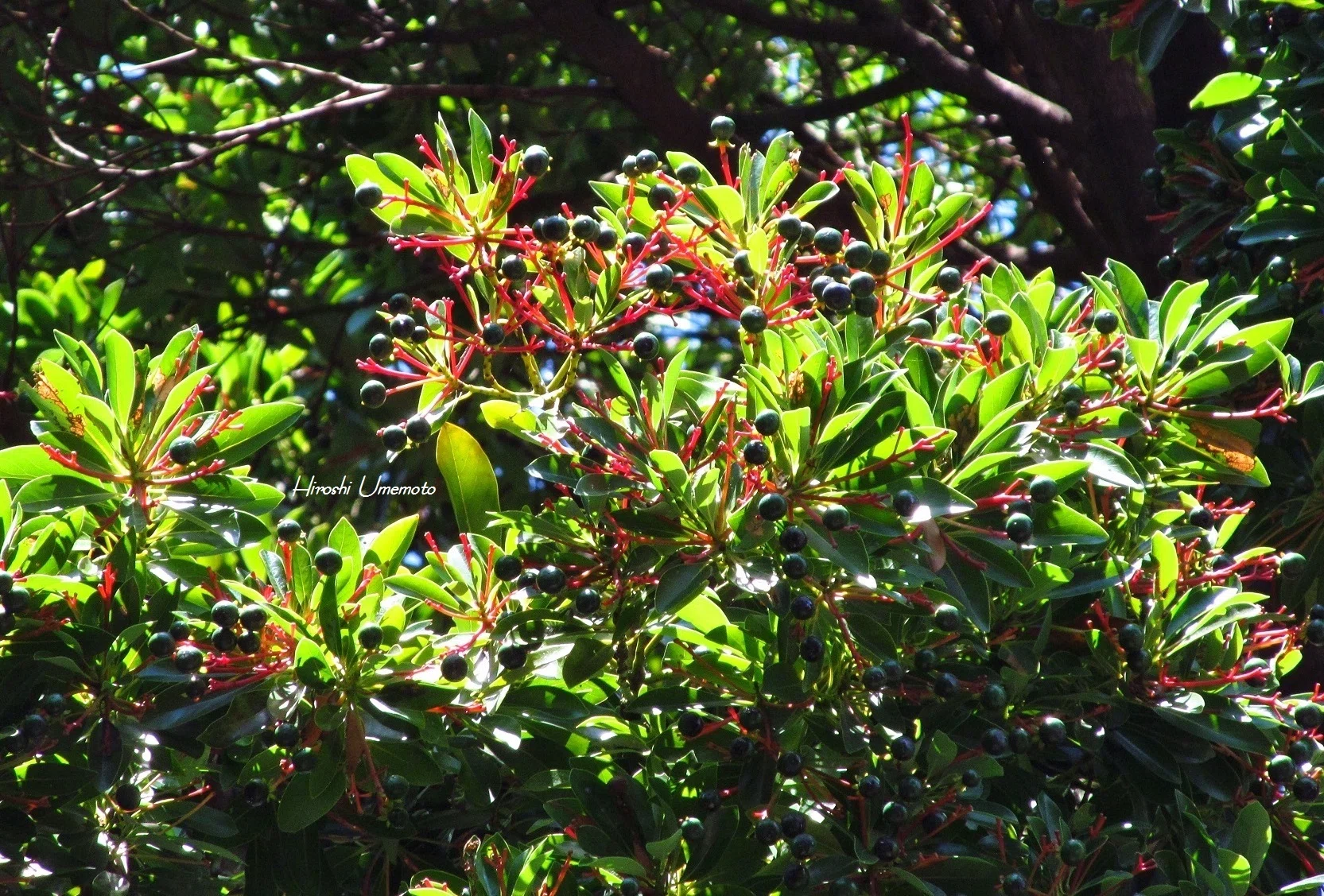 公園のタブノキ|ume_hiro