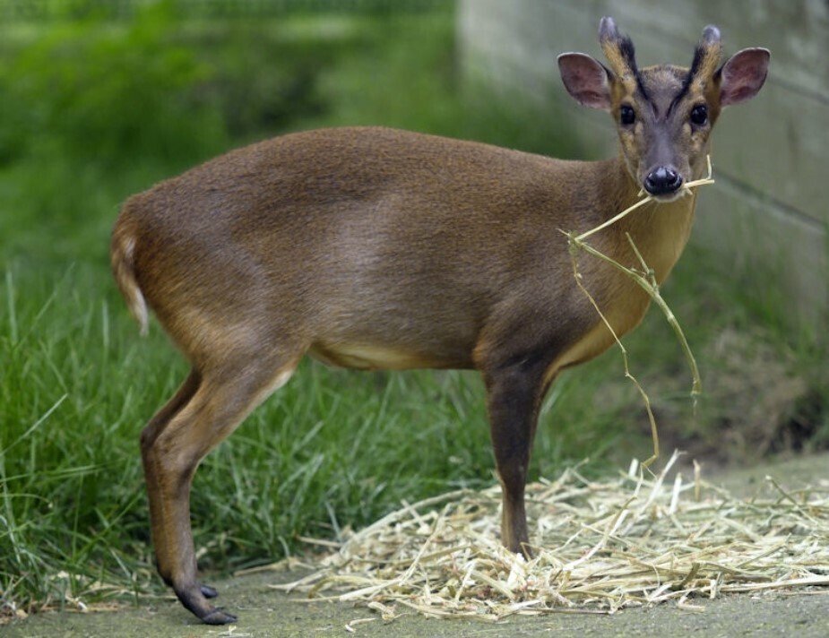 特定外来生物「キョン」の写真や動画を撮影して届け出たら褒賞金2 特定外来生物「キョン」の写真や動画を撮影して届け出たら褒賞金2