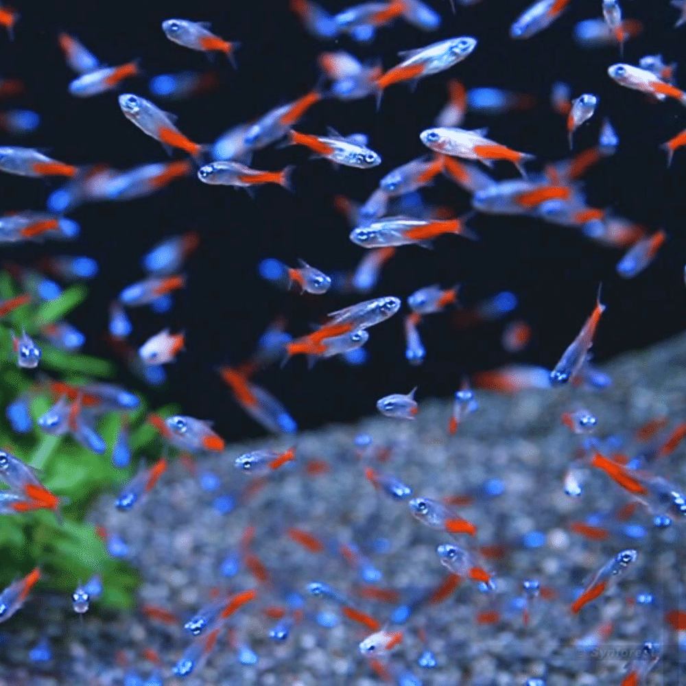 ネオンテトラ｜アクアモノグラフ情報｜NoA｜MASUKO aquarium production