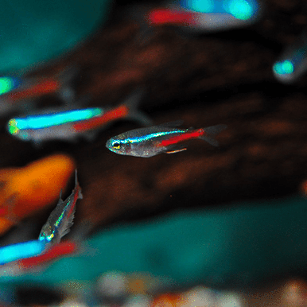 ネオンテトラ専用 ネオンテトラ｜アクアモノグラフ情報｜NoA｜MASUKO aquarium production