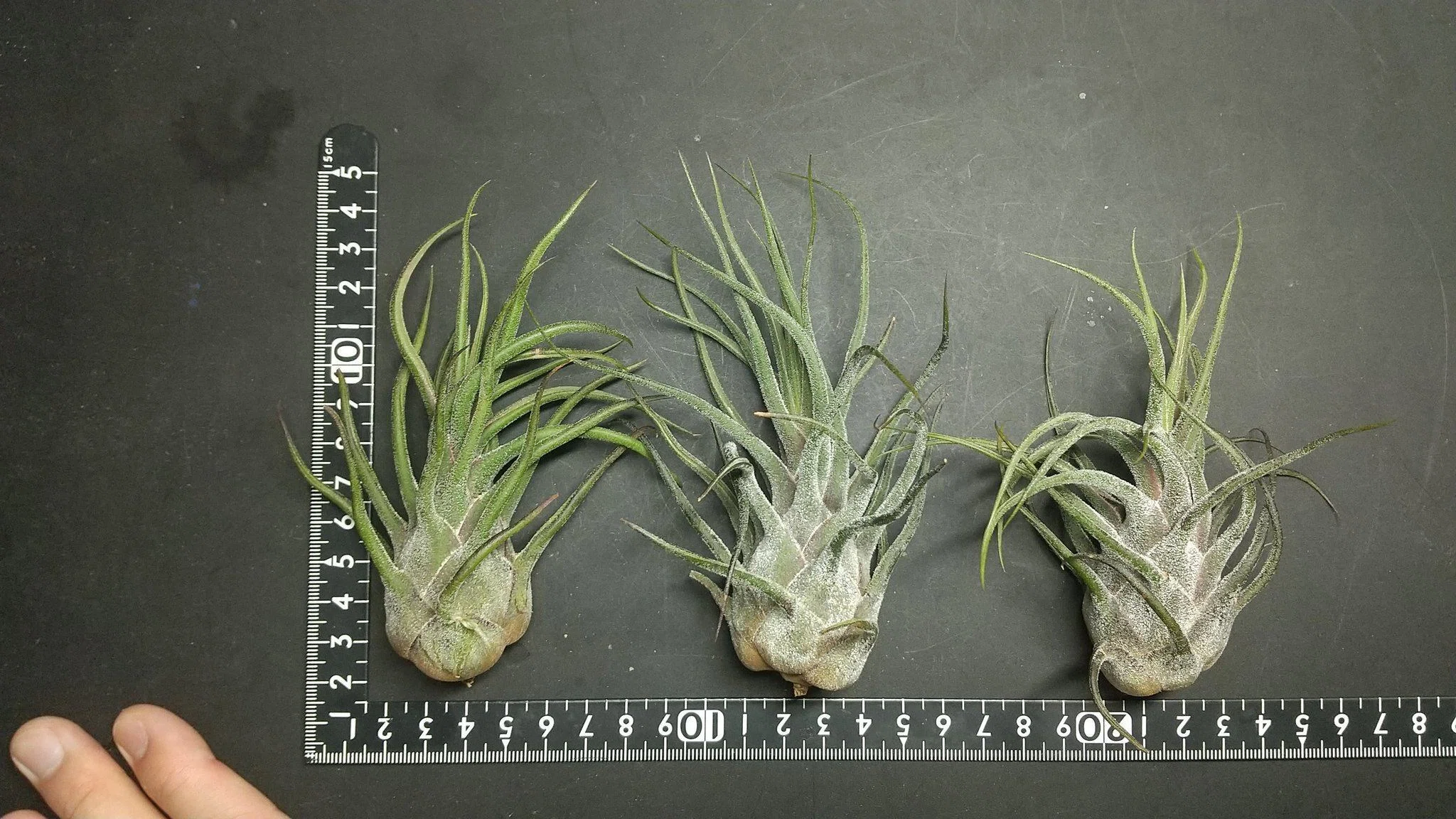 チランジア入荷リスト6/15｜NatureGarden🌿神田