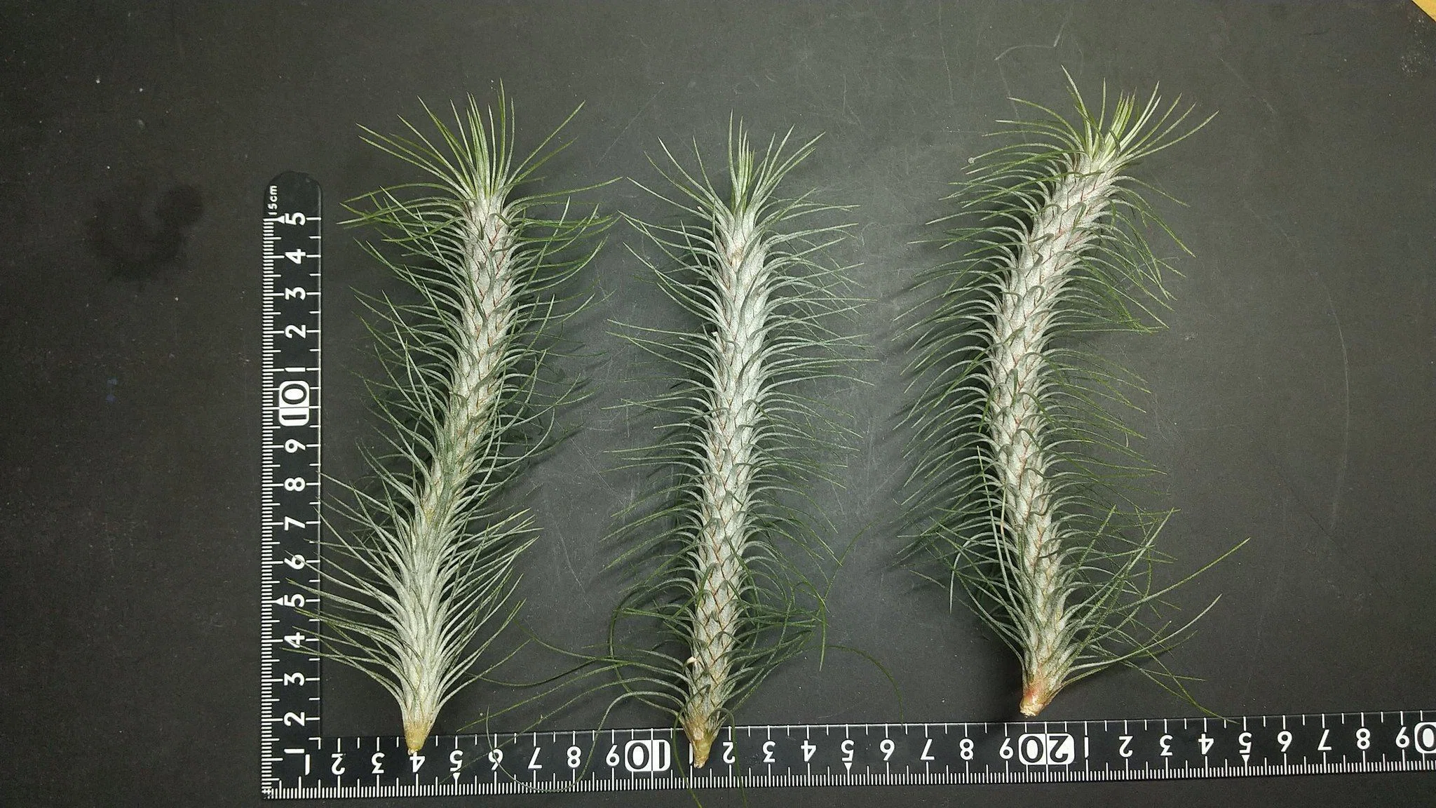 チランジア入荷リスト6/15｜NatureGarden🌿神田