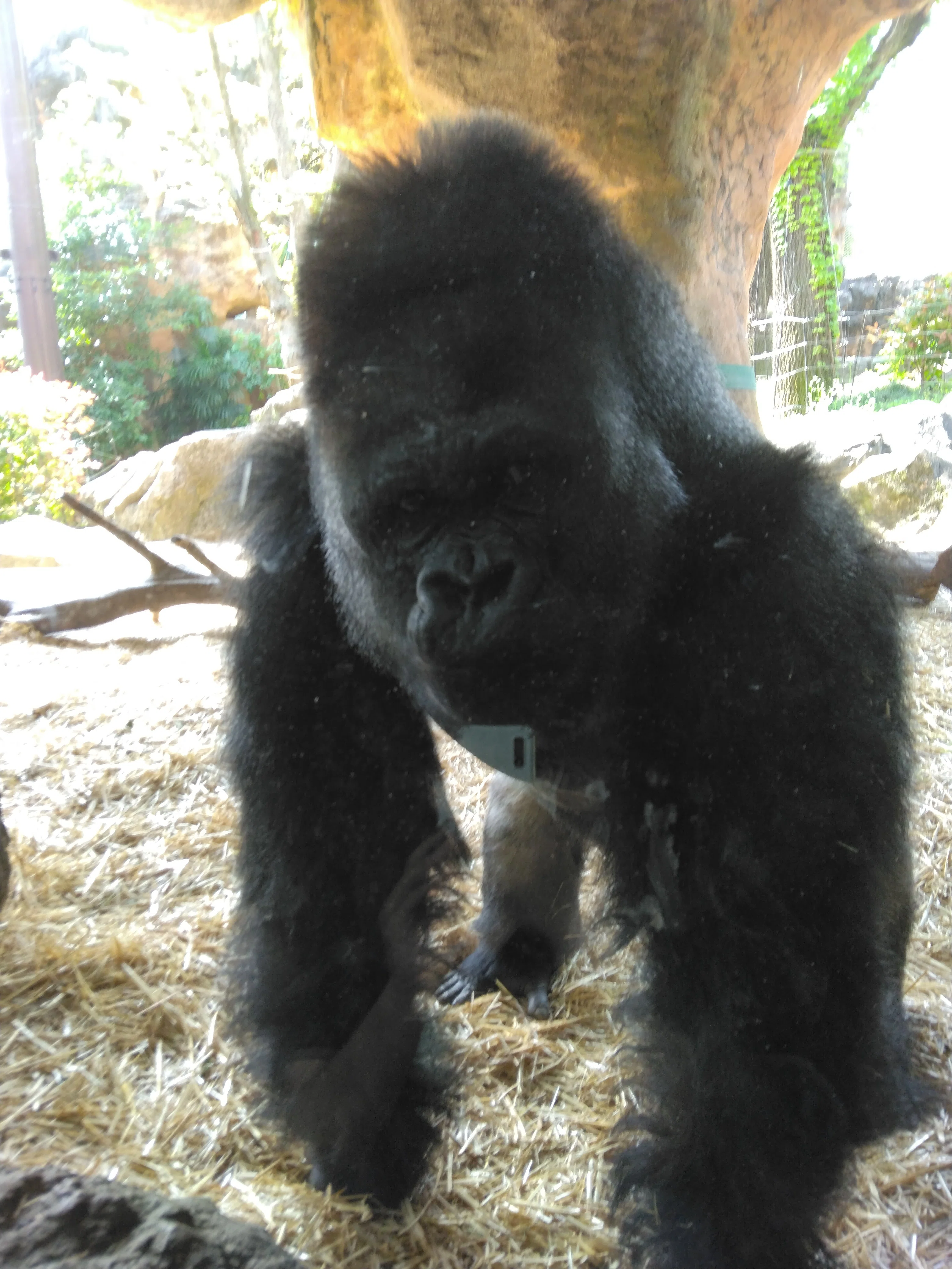 東京の上野恩賜動物園の見るべき動物たちゴリラ、フォッサ編｜飯能高等
