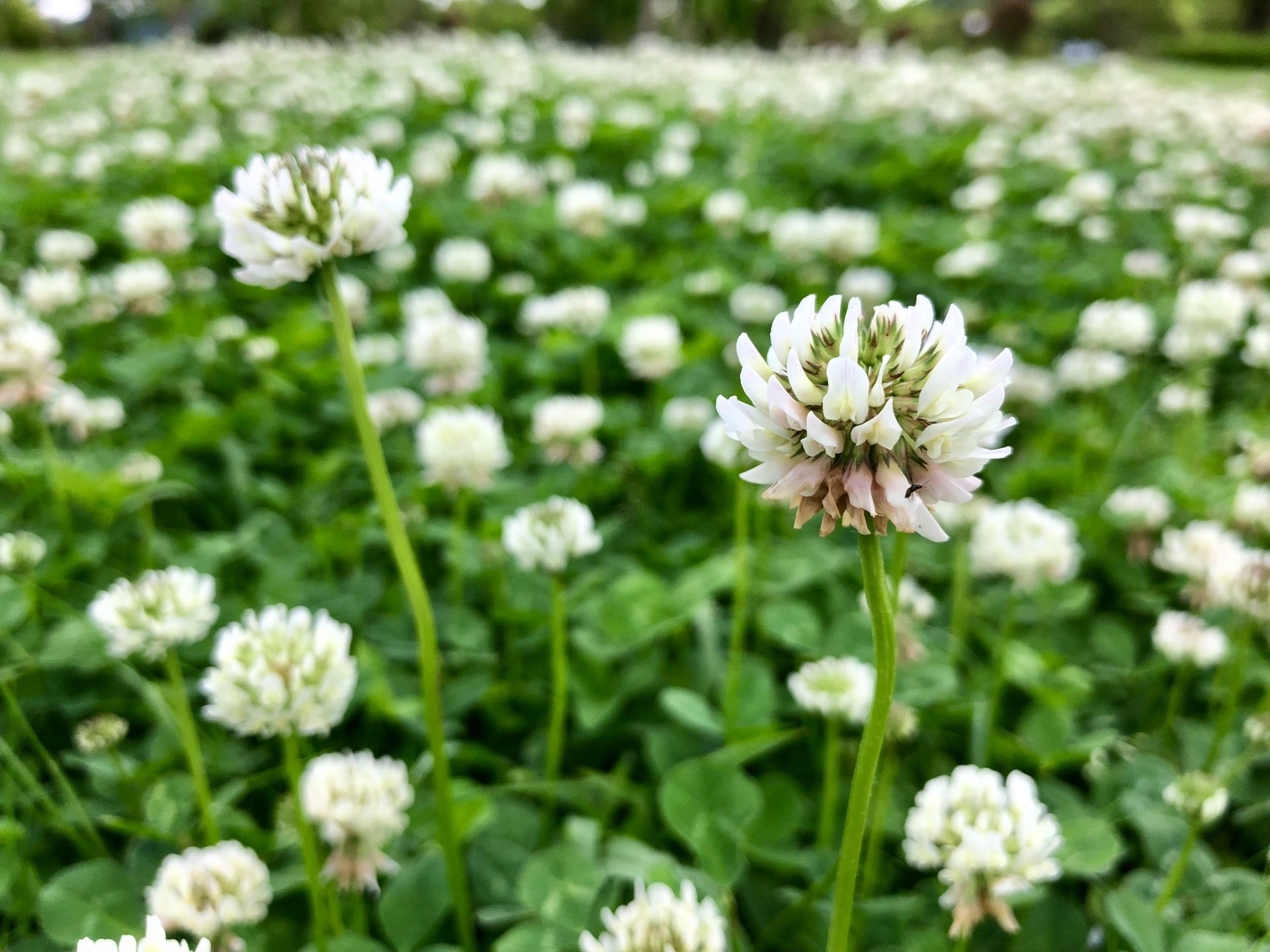つめくさの花｜鈴木咲子/ Sakiko Suzuki
