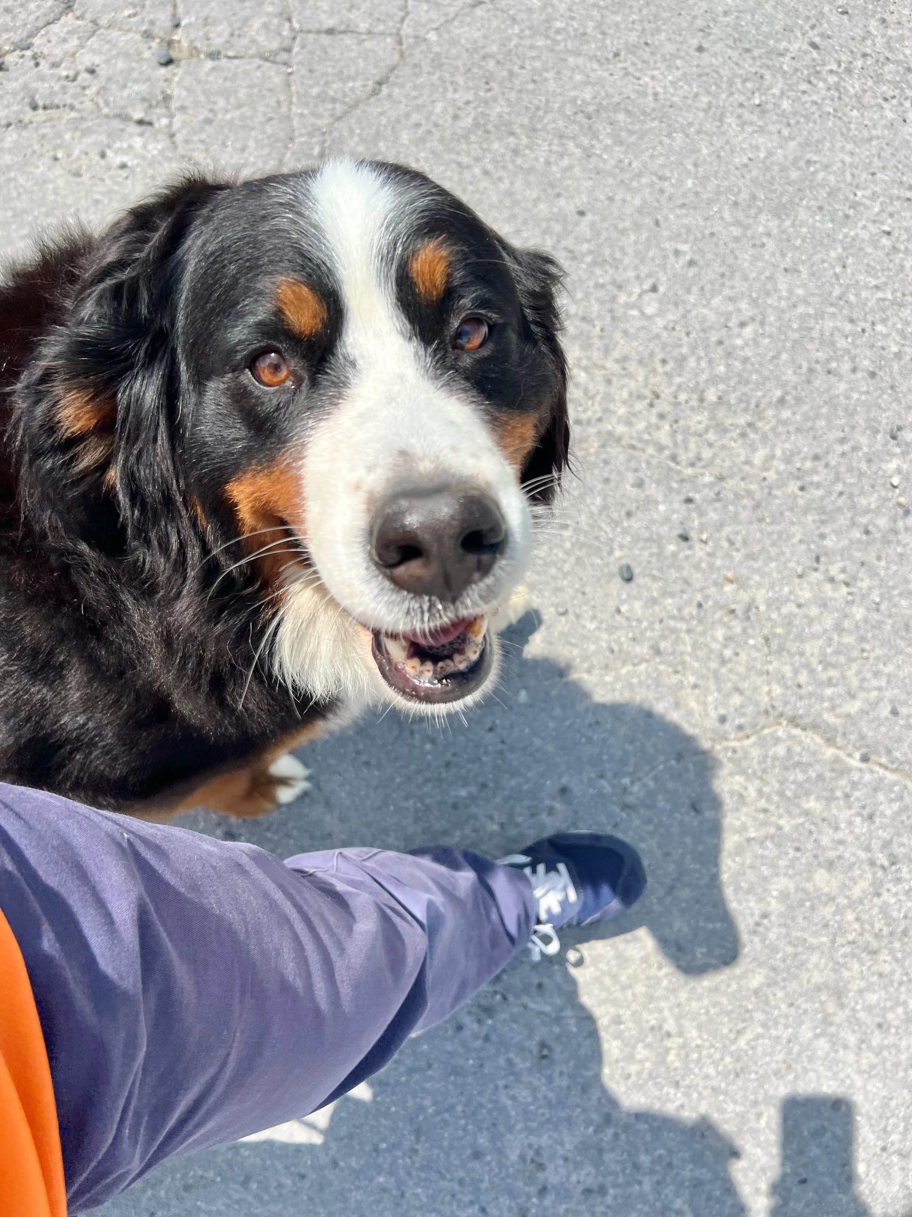 新入り犬🐕モアナを紹介🐾｜那須どうぶつ王国公式note