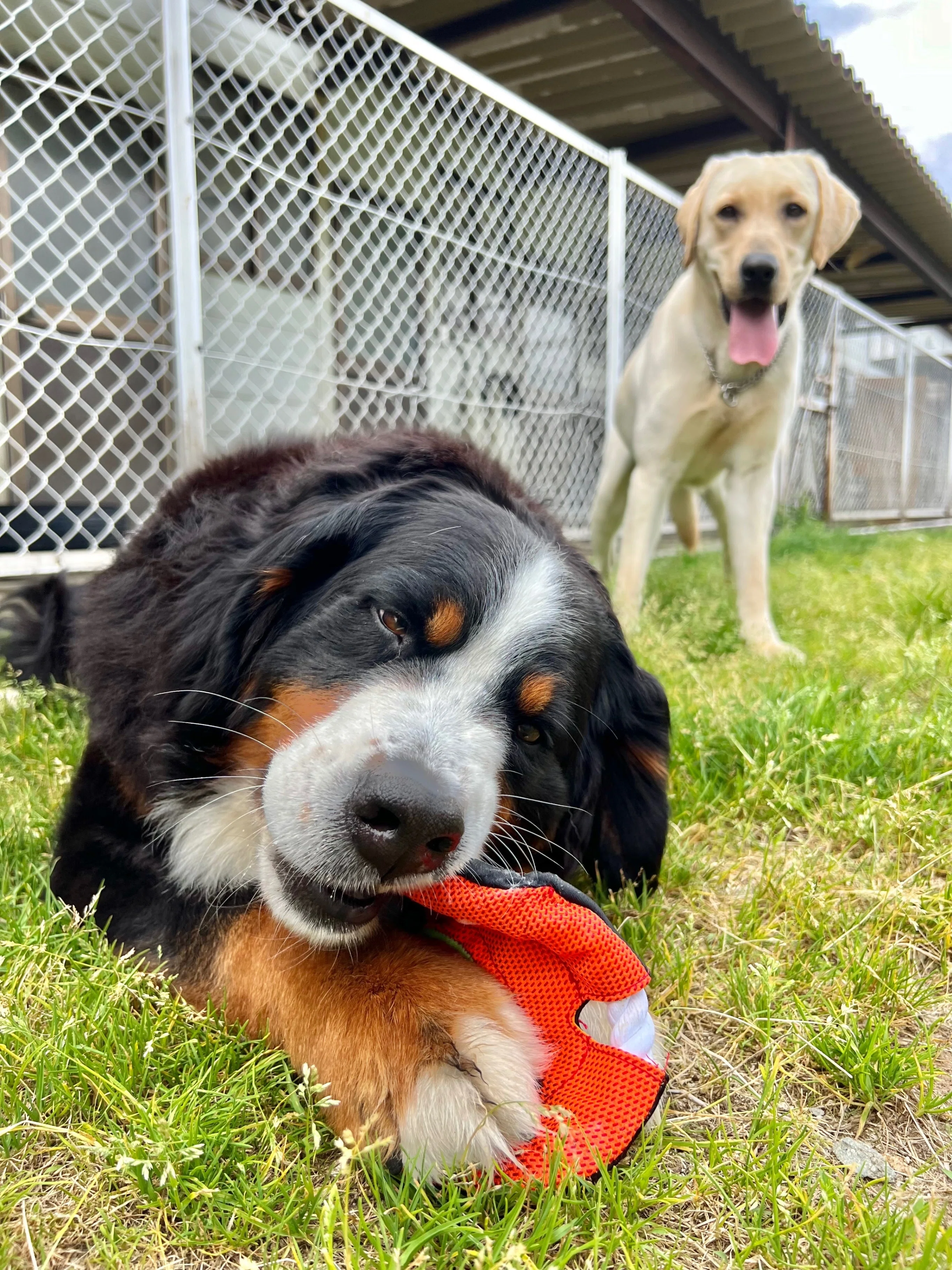 新入り犬🐕モアナを紹介🐾｜那須どうぶつ王国公式note