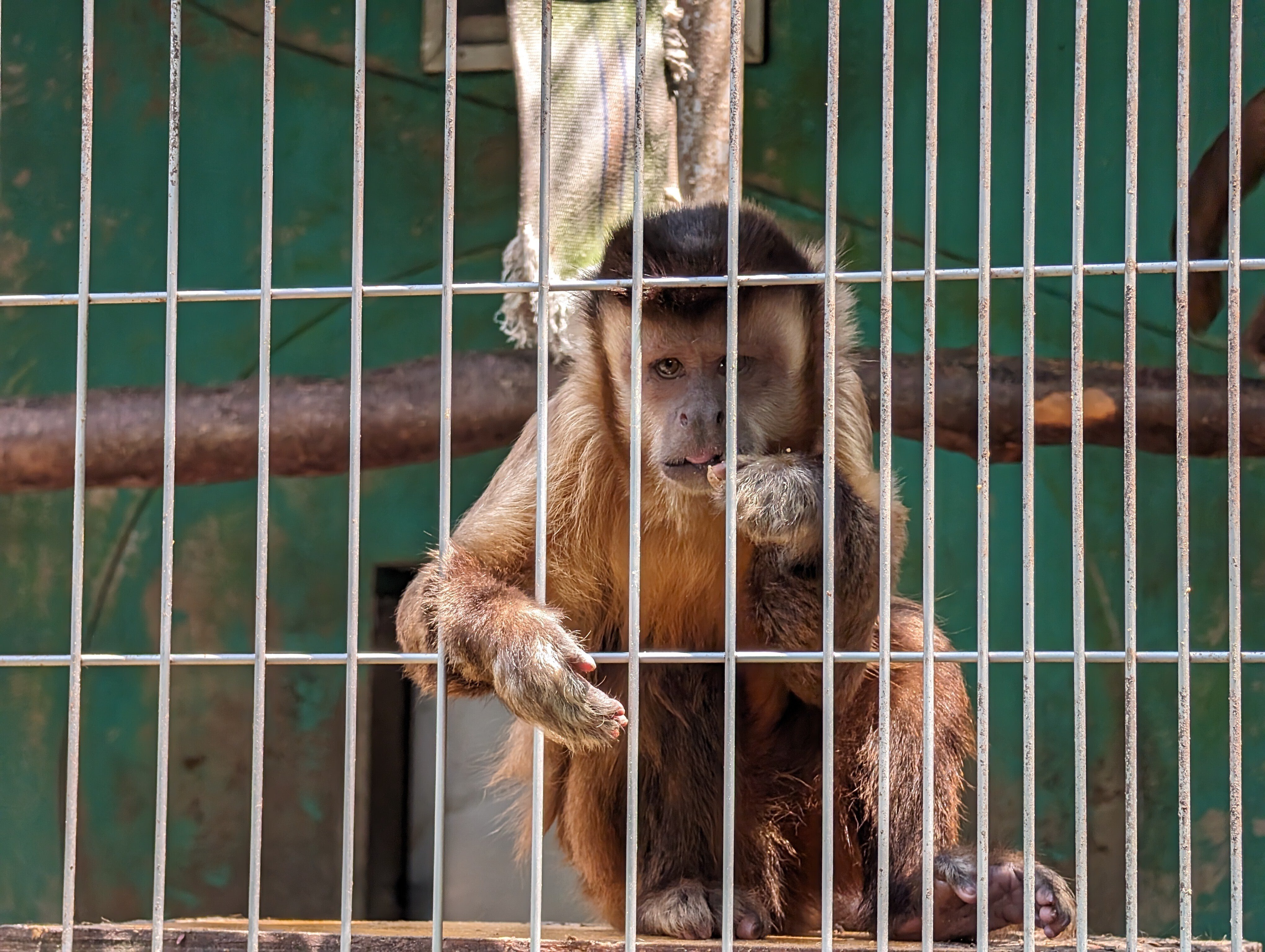 たくさん歩く(日本モンキーセンター2)#466｜やん（矢野達也）
