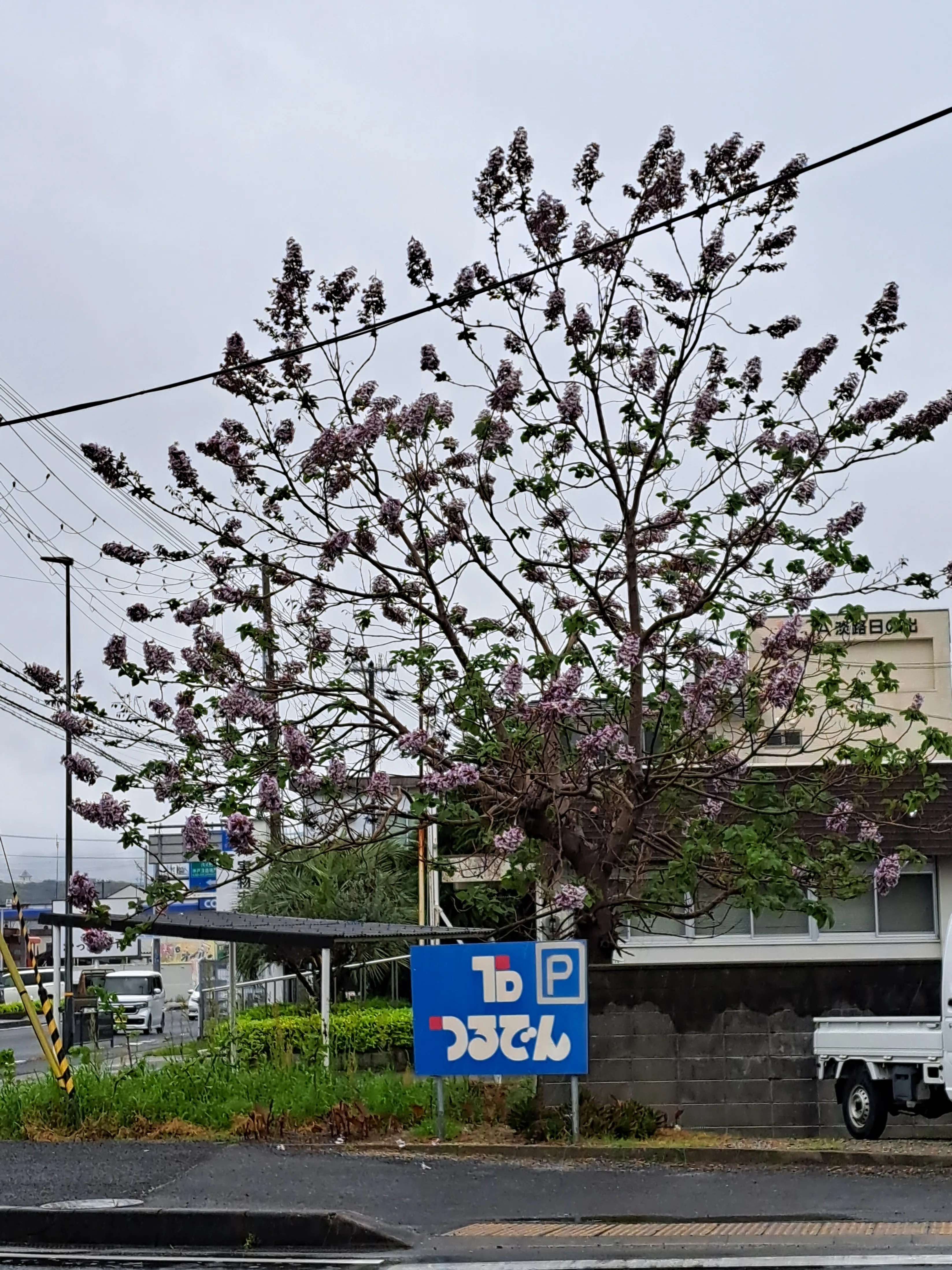 桐の花後②｜光守氏天貴（ひがしあき)
