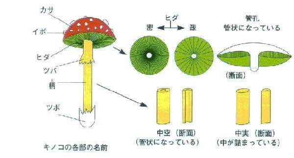 キノコ狩りのススメ〜初心者編:キノコ狩りの行き方〜|WILDTOTABLE〜獲るから食べるまで、 シェフと共に楽しむ美食倶楽部〜