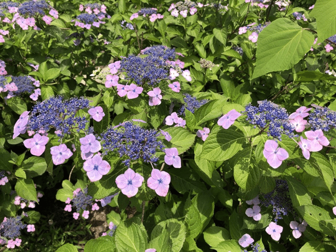 アジサイ公園の紫陽花が満開に｜多摩湖77